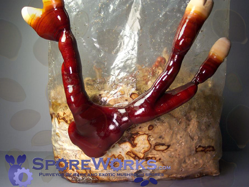Ganoderma lucidum : Reishi, Ling Chi Mushroom Culture Syringe