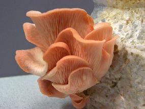 Pleurotus djamor : Pink Oyster Mushroom Spore Print
