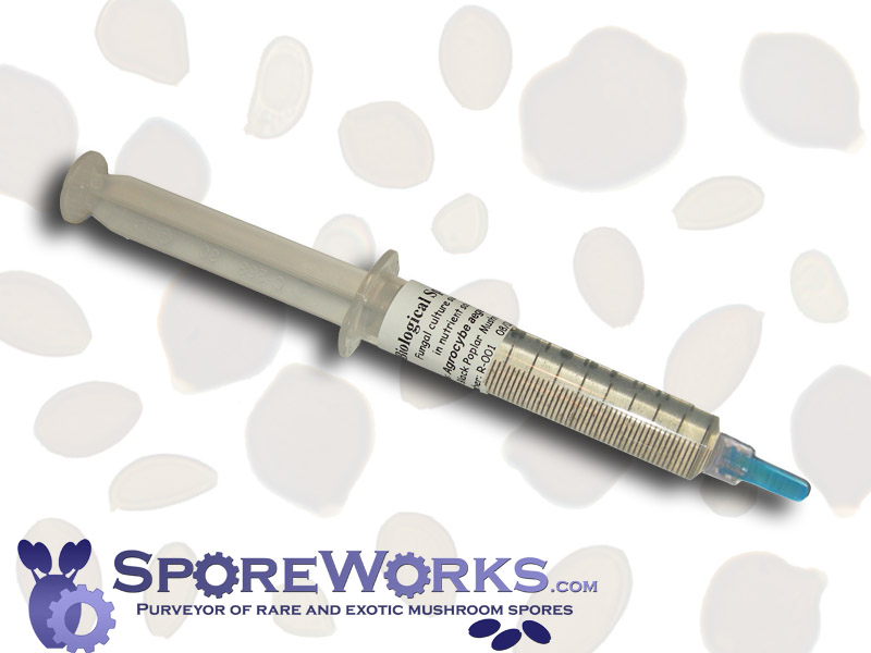 Psilocybe cubensis : Sporeworks Choice Spore Syringe Special