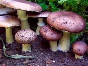 Stropharia rugoso-annulata : Wine Cap, King Stropharia, Garden Giant Mushroom Culture Slant