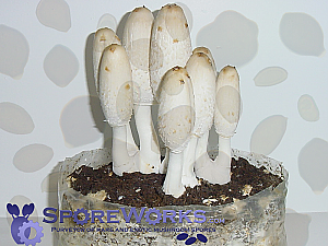 Coprinus comatus : Shaggy Mane Mushroom Culture Syringe