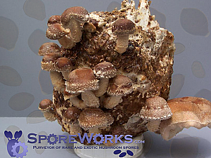 Lentinula edodes (=Lentinus edodes) : Shiitake Mushroom Culture Syringe