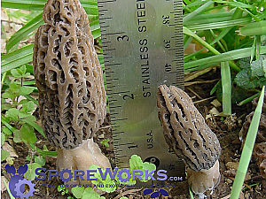 Morchella importuna : Black Landscape Morel Mushroom Culture Syringe