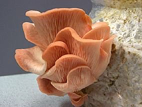 Pleurotus djamor : Pink Oyster Mushroom Culture Syringe