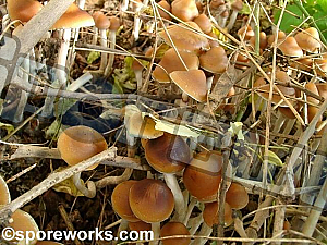 Psilocybe azurescens : Elixier Strain Flying Saucers Spore Print