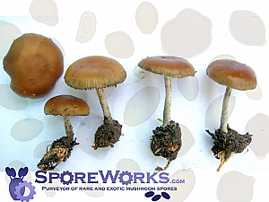 Psilocybe allenii - Cyclone Psilocybe Spore Print Microscopy Kit