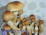Psilocybe cubensis : PF Redspore Spore Print Microscopy Kit