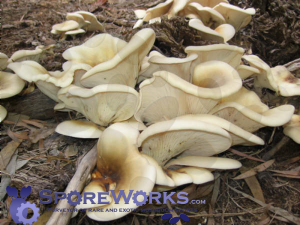 Omphalotus nidiformis : Ghost Fungus Culture Syringe