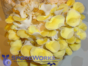 Pleurotus citrinopileatus : Golden Oyster Mushroom Culture Slant