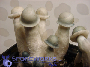 Psilocybe cubensis : Albino Penis Envy (APE ver. 1.0) Spore Syringe Microscopy Kit