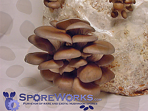 Pleurotus columbinus : Blue Oyster Mushroom Spore Print