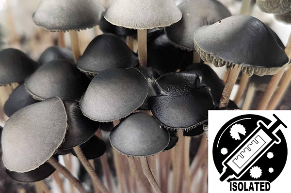 Panaeolus and Exotic Spore Isolate Syringes Panaeolus and Exotic Spore Isolate Syringes