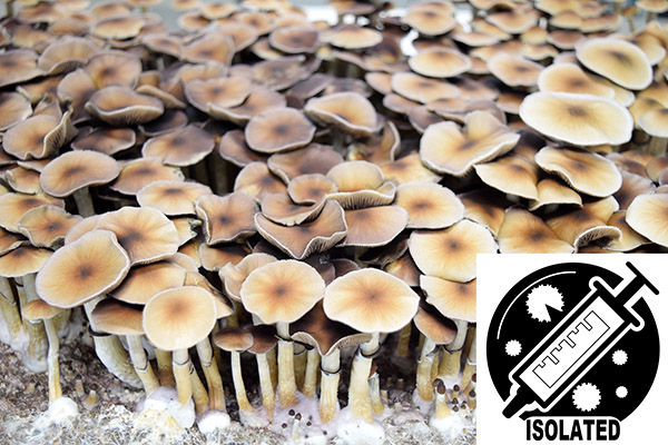 Psilocybe cubensis Spore Isolate Syringes Psilocybe cubensis Spore Isolate Syringes