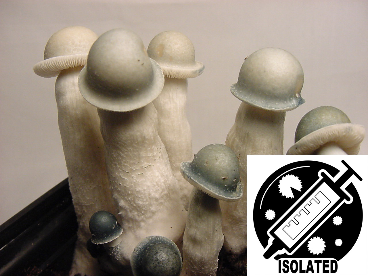 Psilocybe cubensis : Albino Penis Envy APE