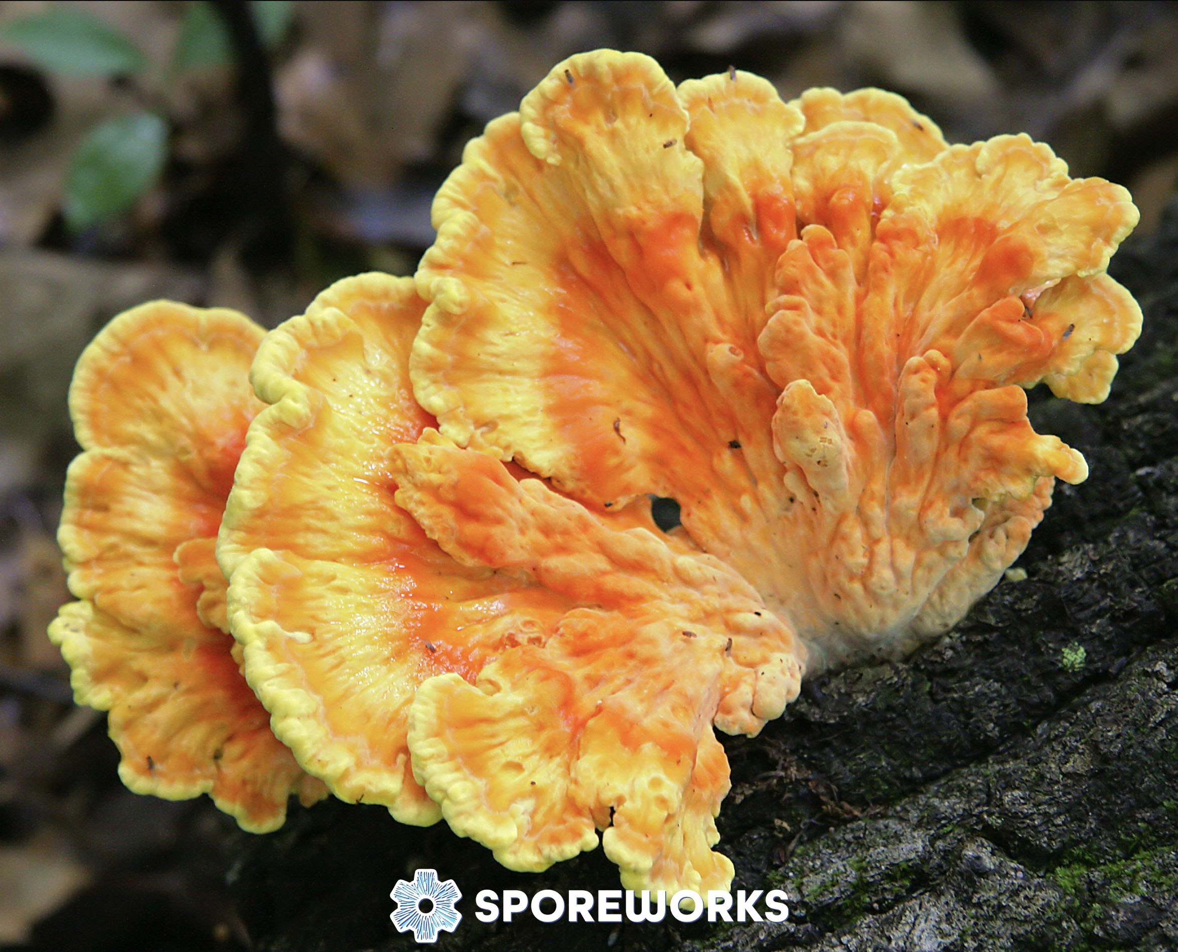 Laetiporus sulphureus : Chicken of the Woods Mushroom