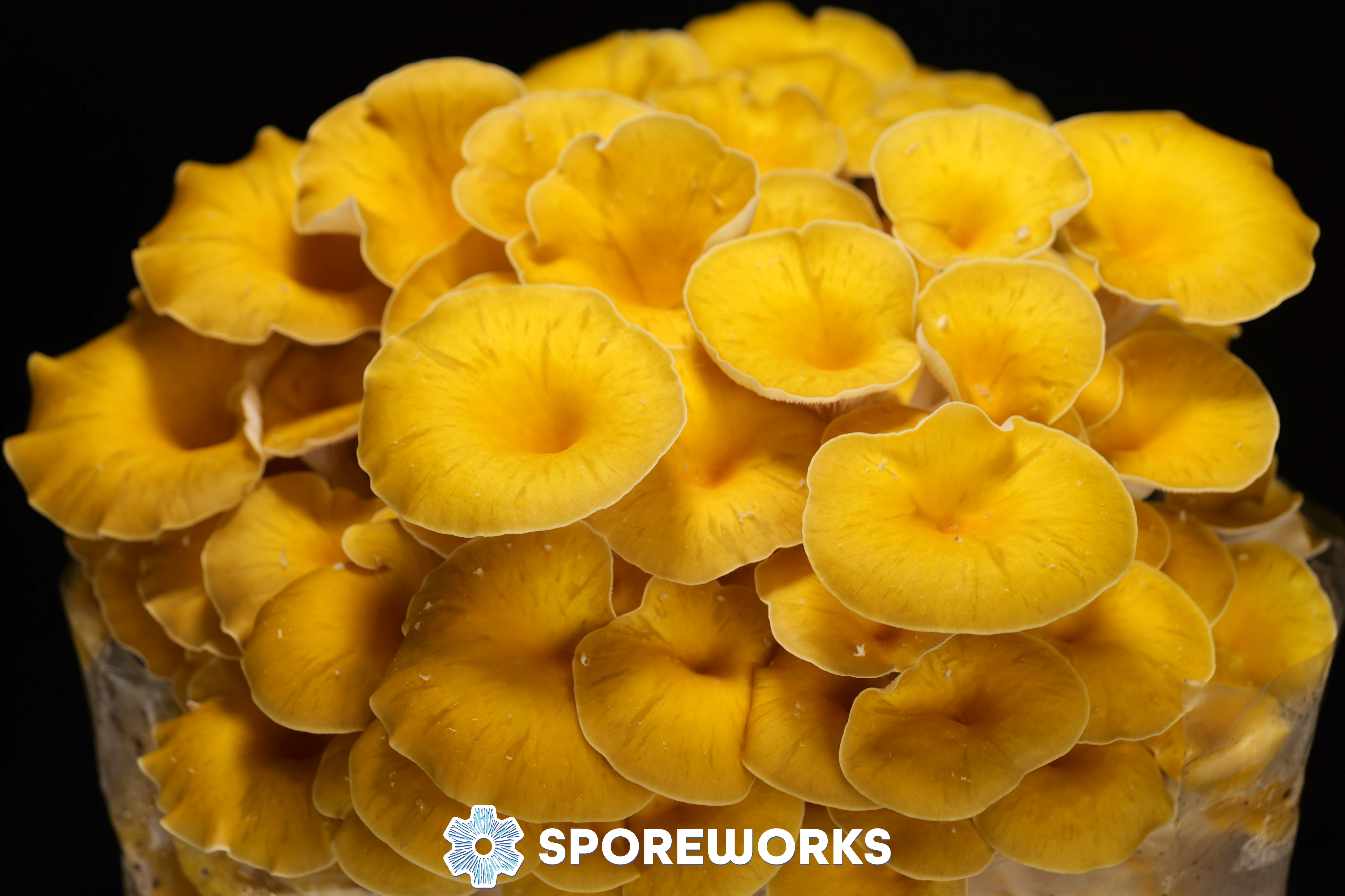Pleurotus citrinopileatus : Golden Oyster Mushroom