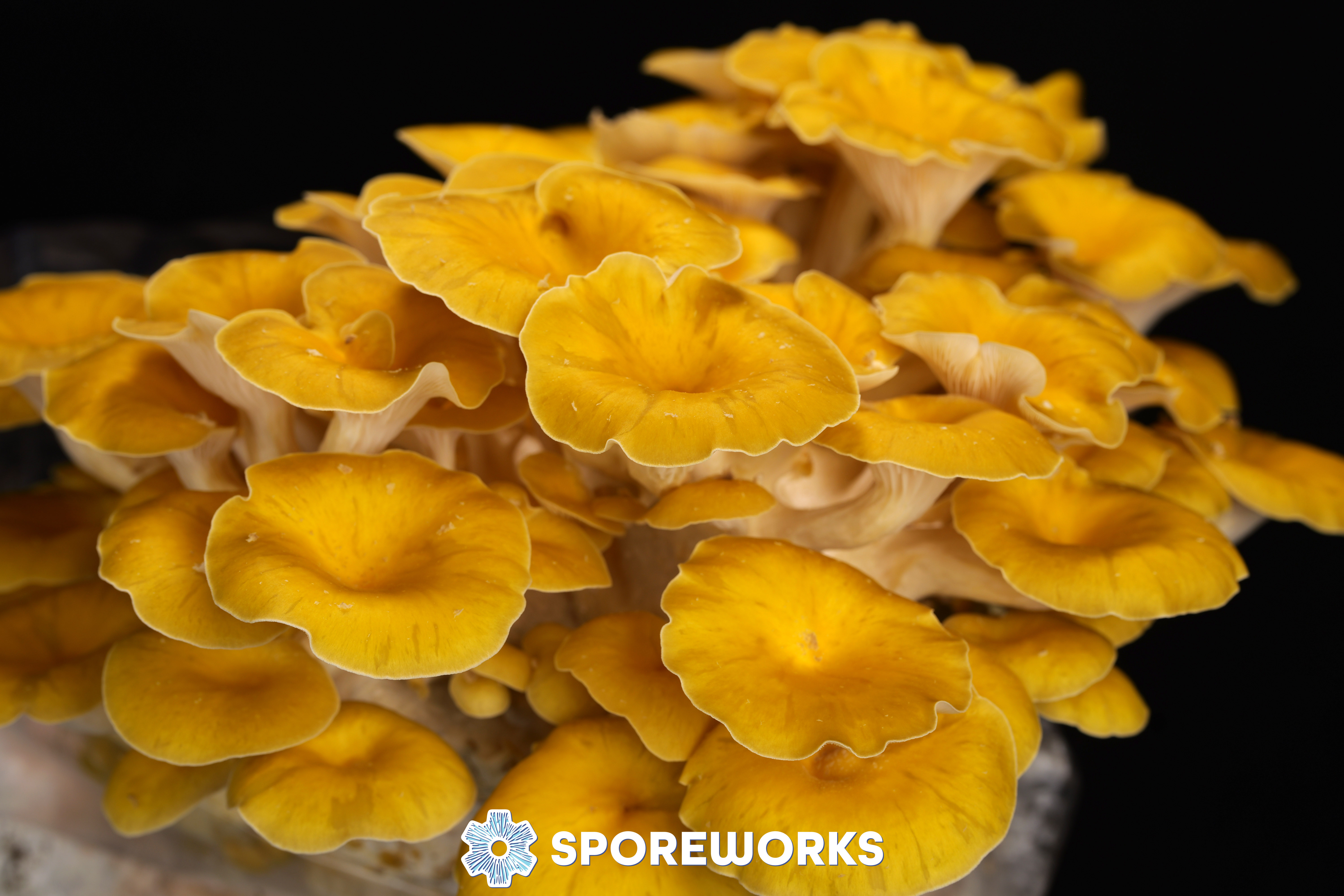 Pleurotus citrinopileatus : Yellow Oyster Mushroom