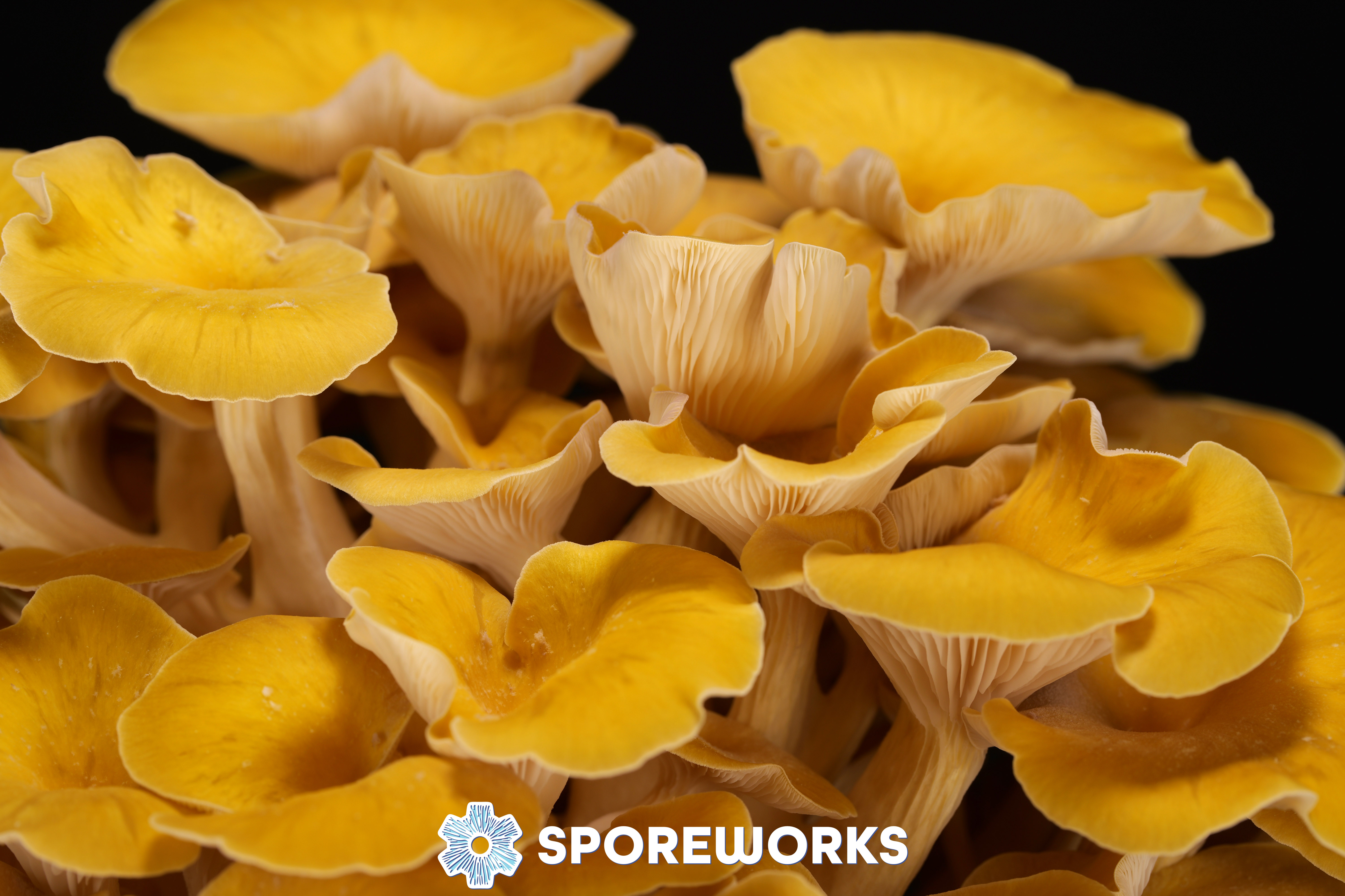 Pleurotus citrinopileatus : Golden Oyster Mushroom