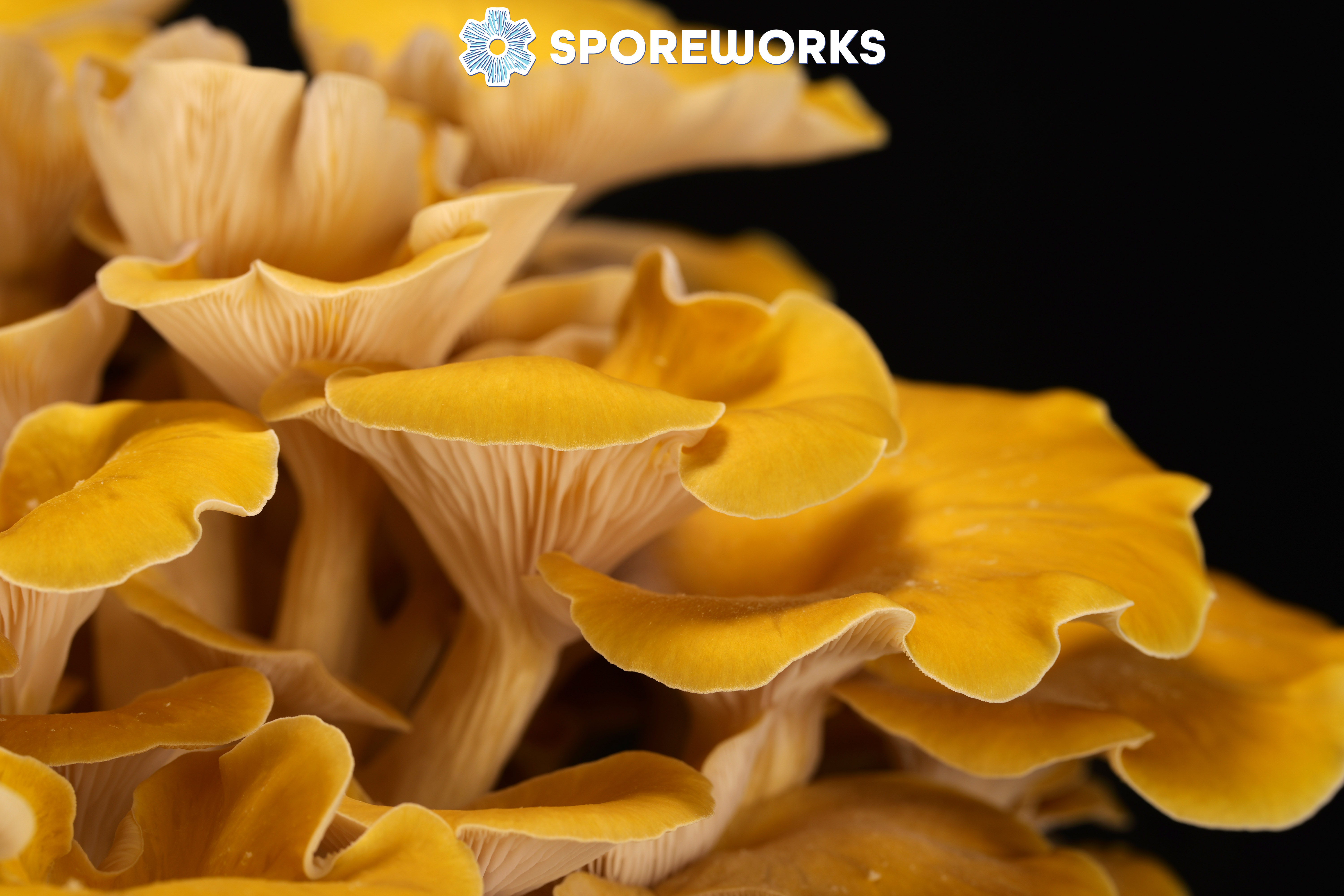 Pleurotus citrinopileatus : Golden Yellow Oyster Mushroom