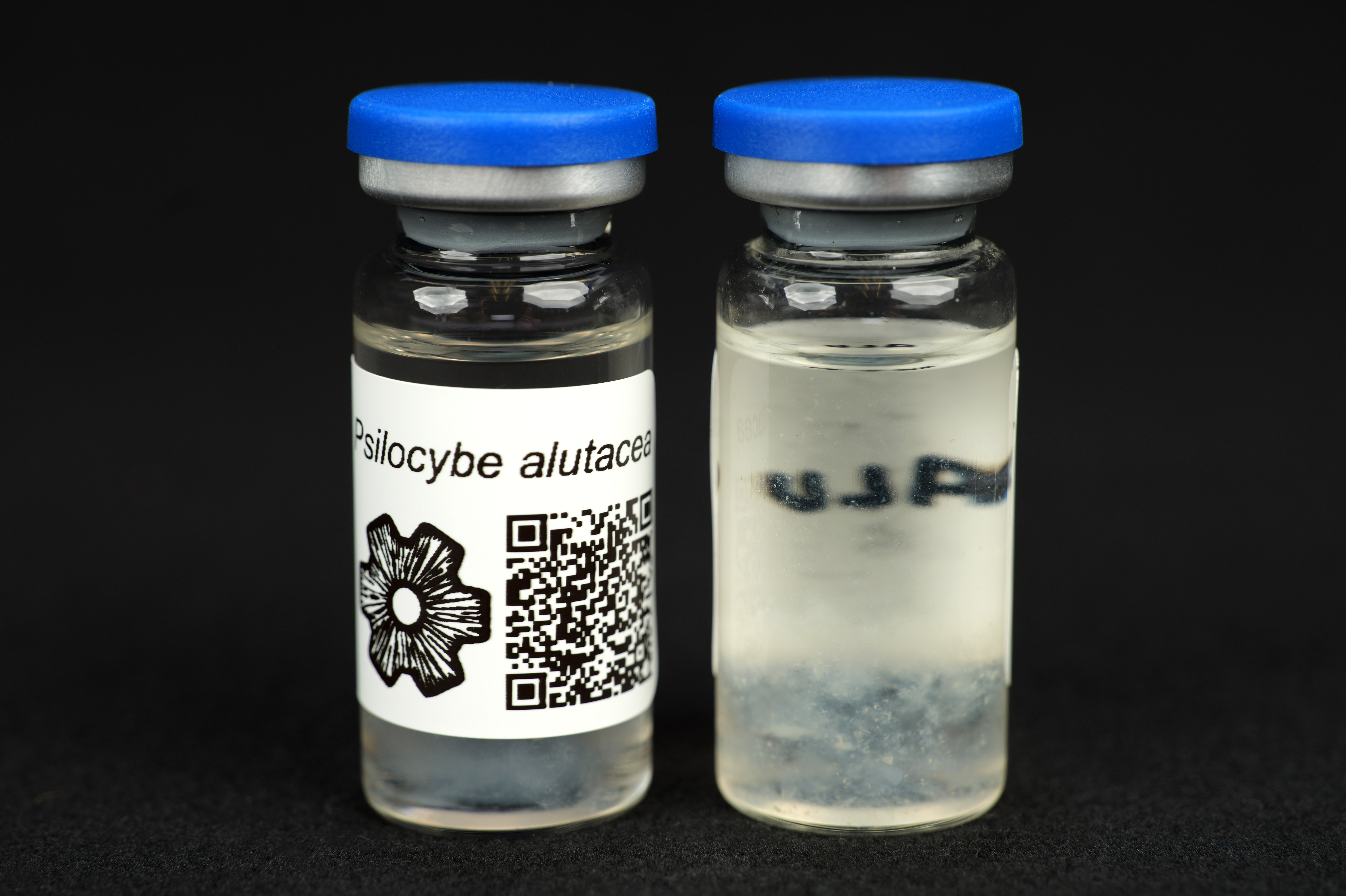 Psilocybe alutacea : MycoTrue(TM) Isolate Vial