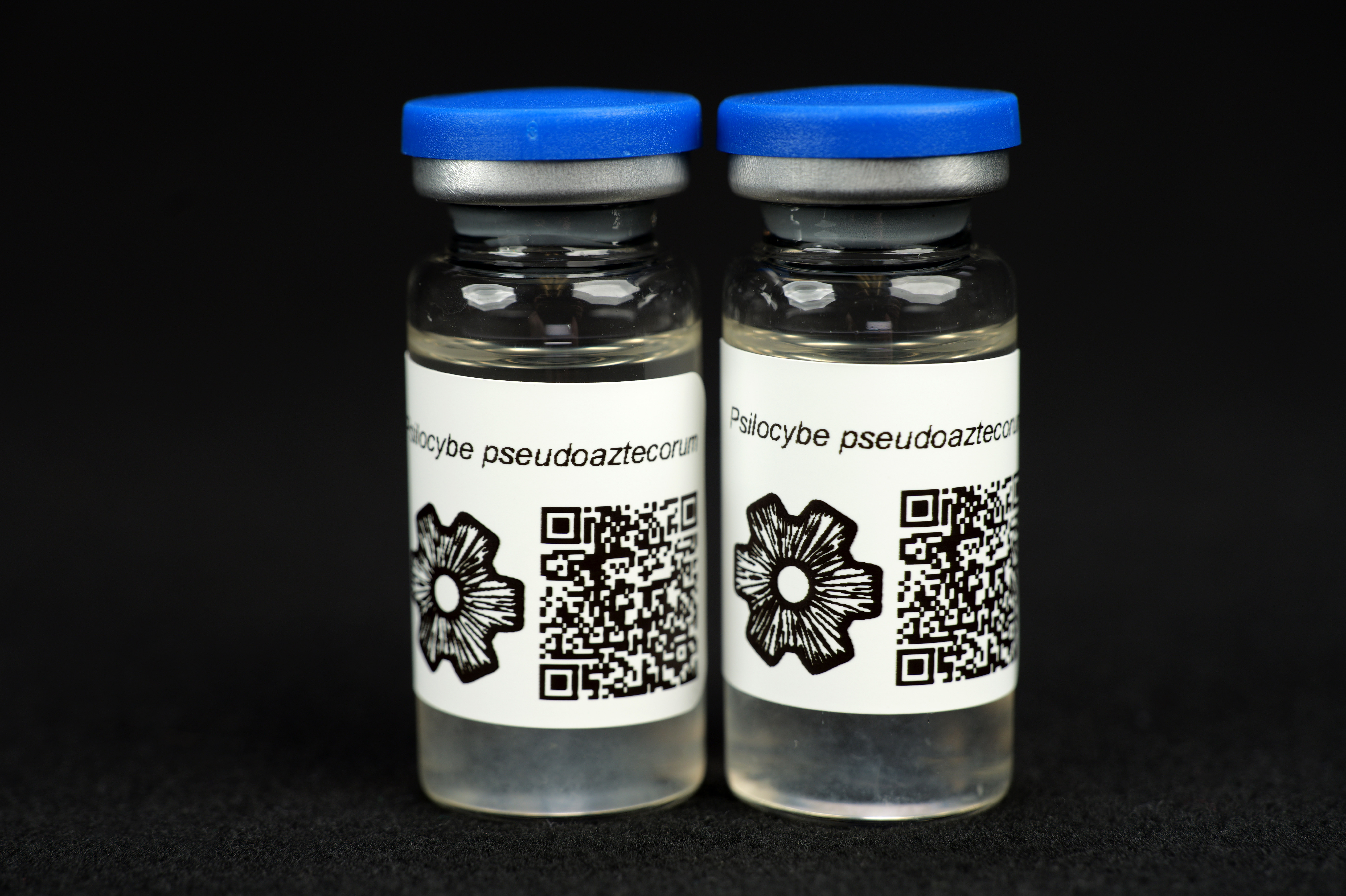 Psilocybe pseudoaztecorum : MycoTrue(TM) Isolate Vial