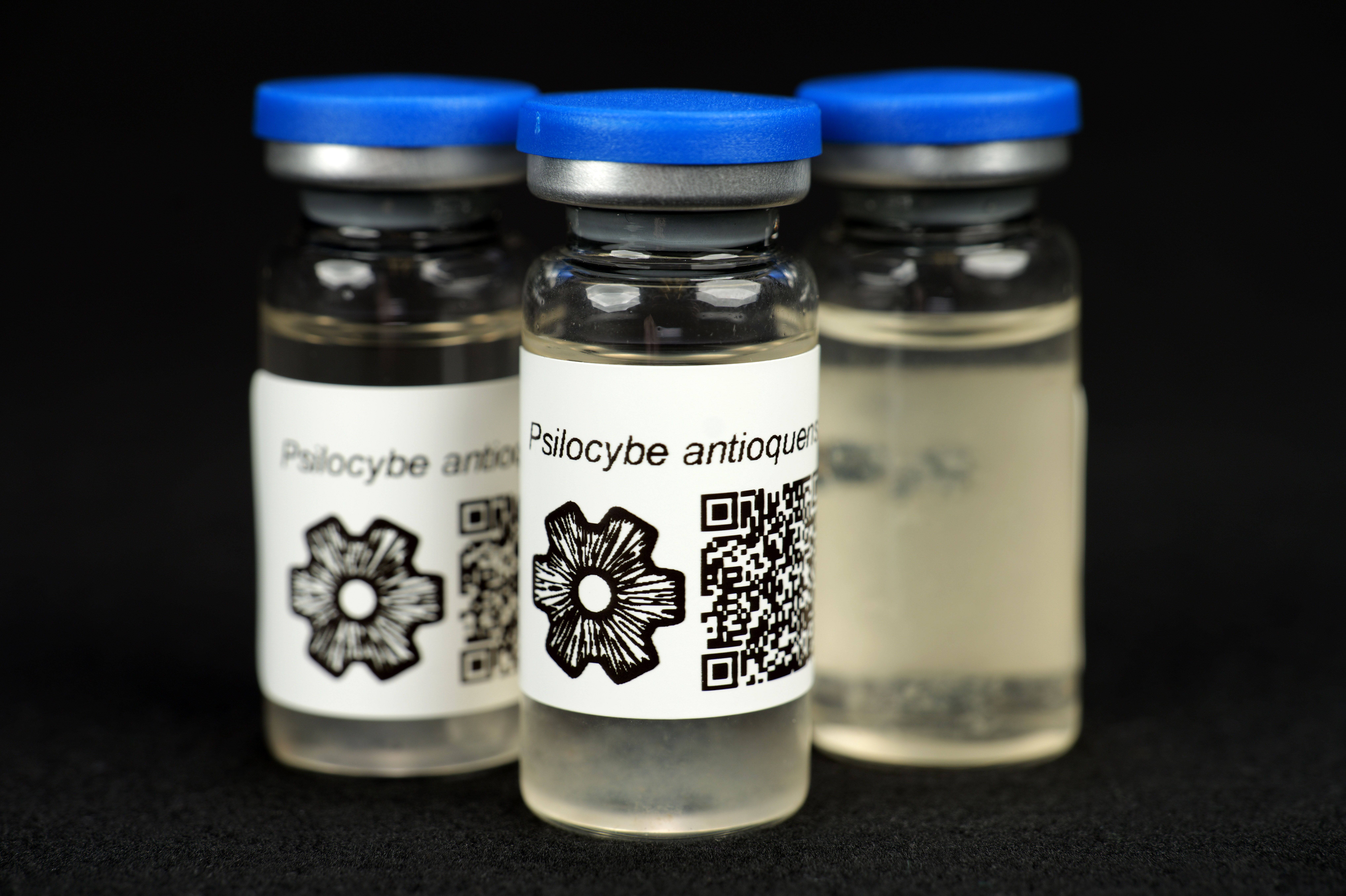 Psilocybe antioquensis : MycoTrue(TM) Isolate Vial