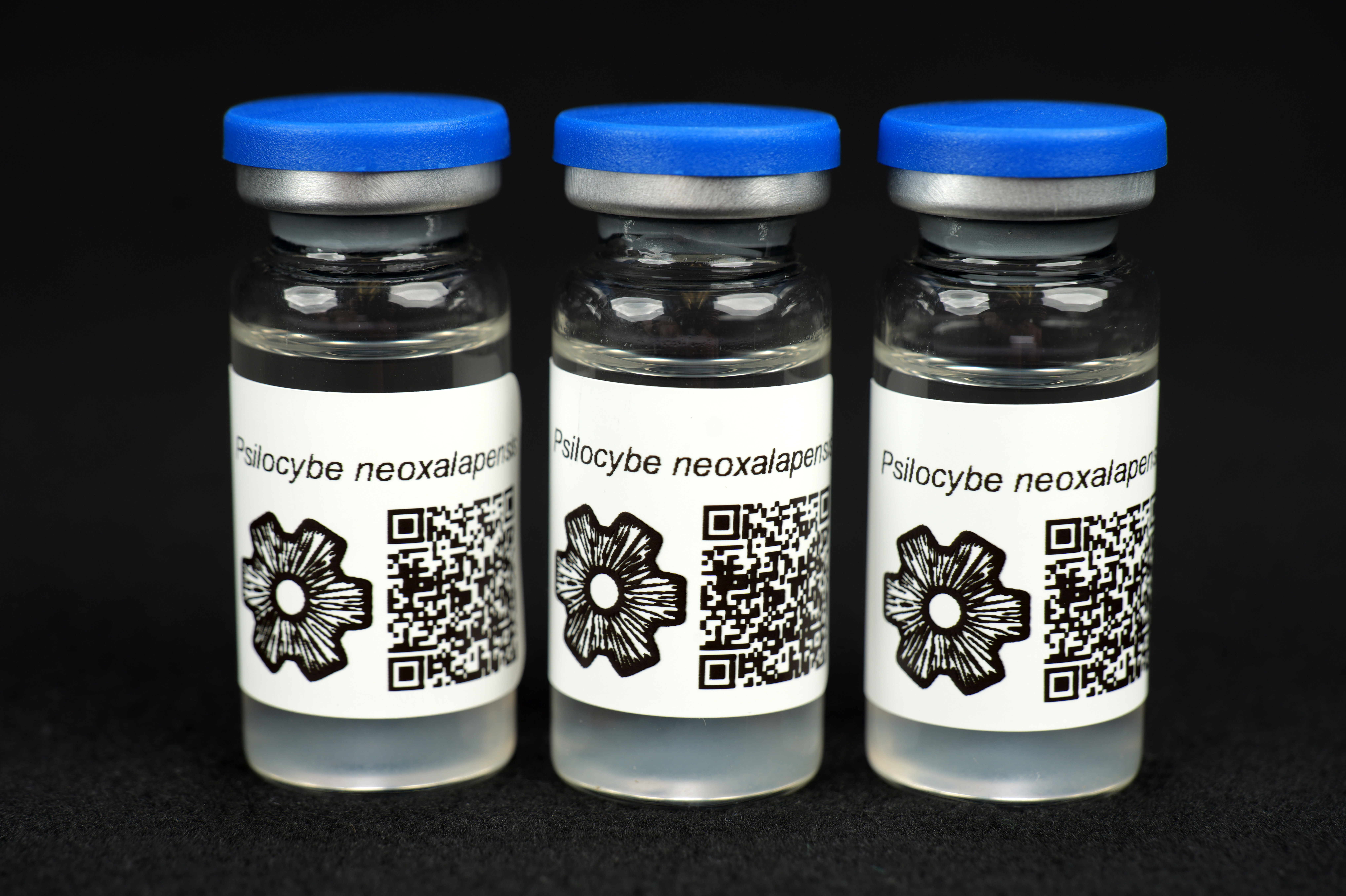 Psilocybe neoxalapensis : MycoTrue(TM) Isolate Vial