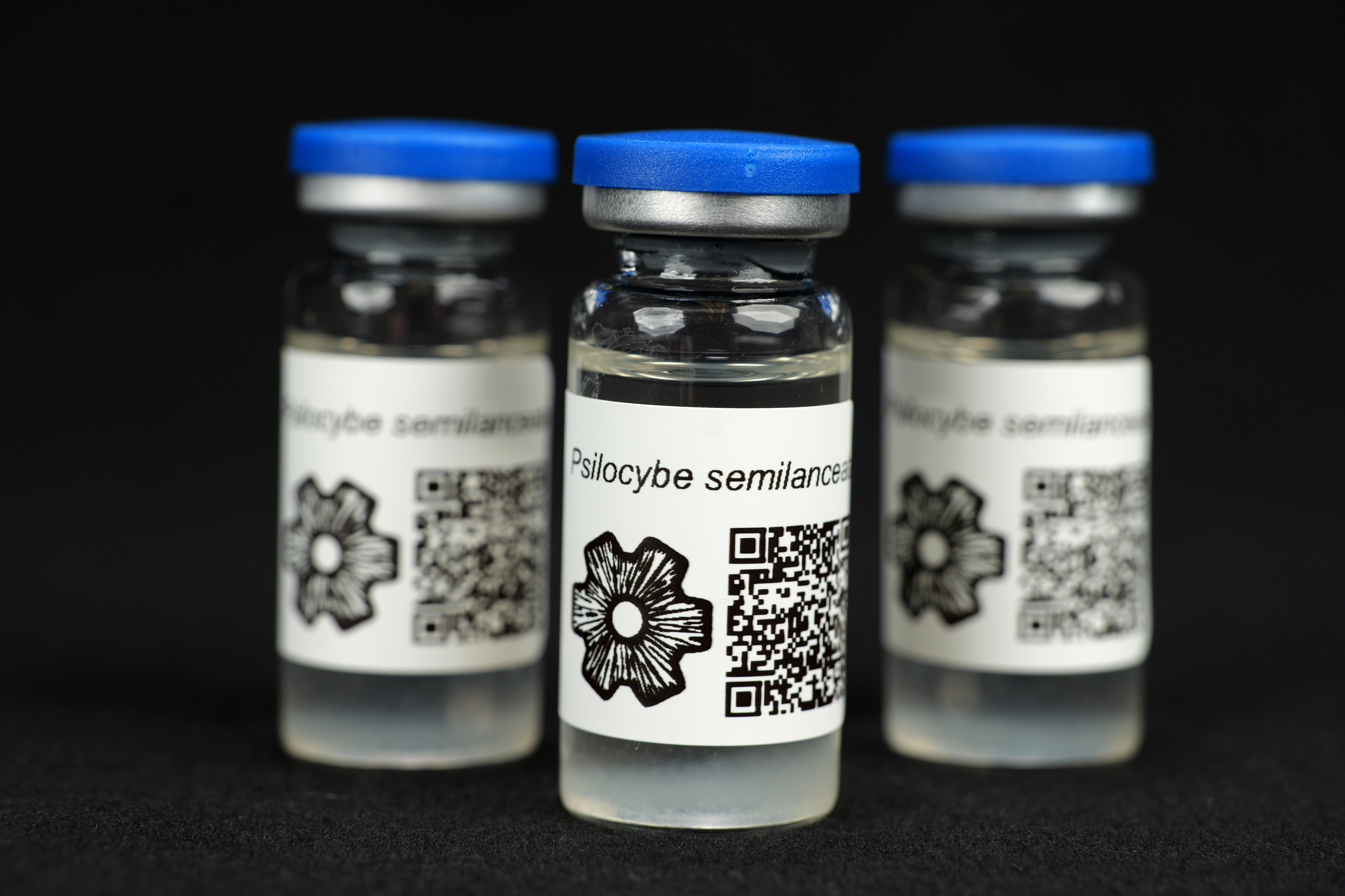 Psilocybe semilanceatae : MycoTrue(TM) Isolate Vial