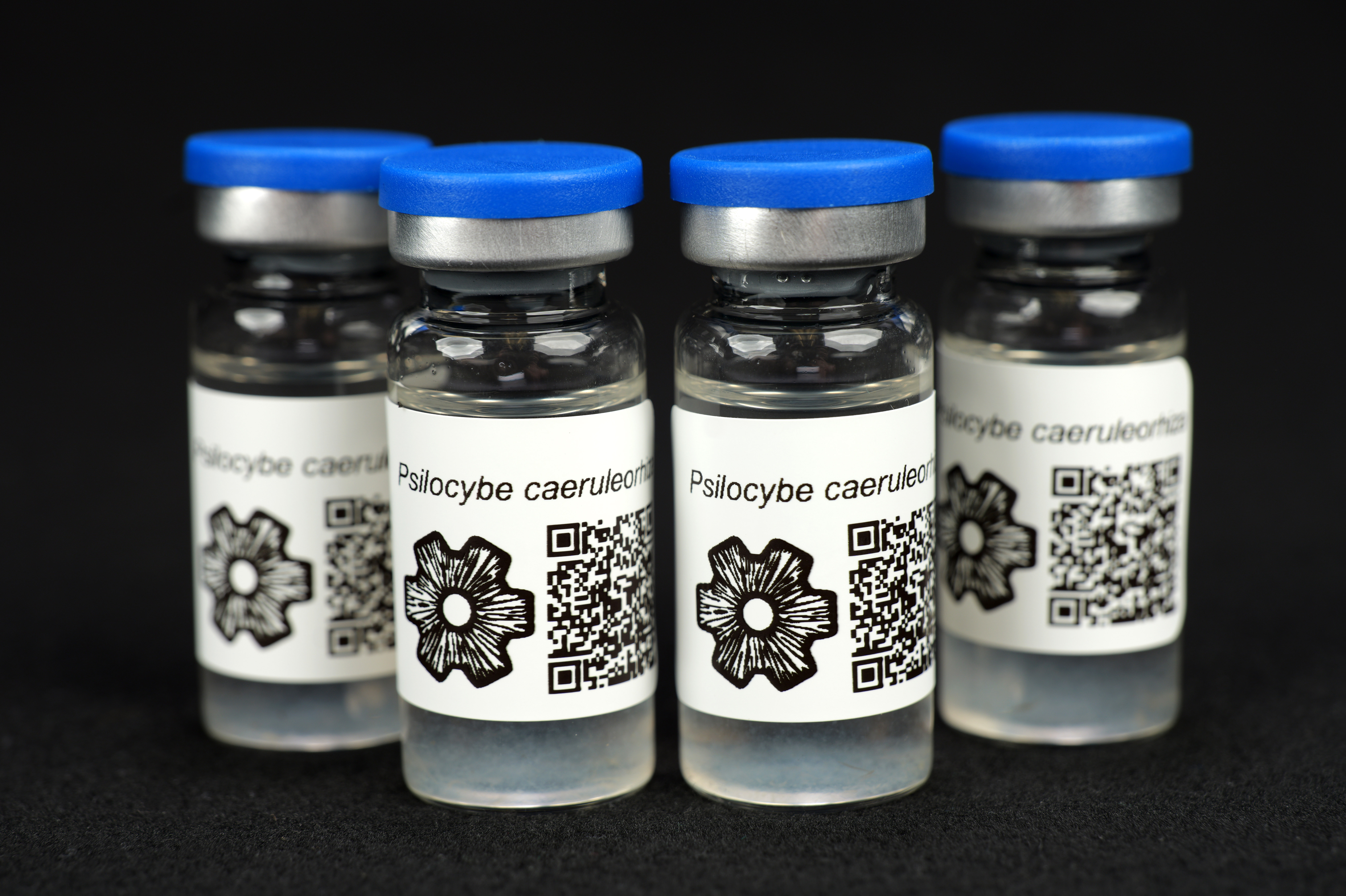 Psilocybe caeruleorhiza : MycoTrue(TM) Isolate Vial