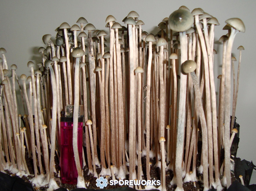 Panaeolus Copelandia cyanescens : Kembla Grange