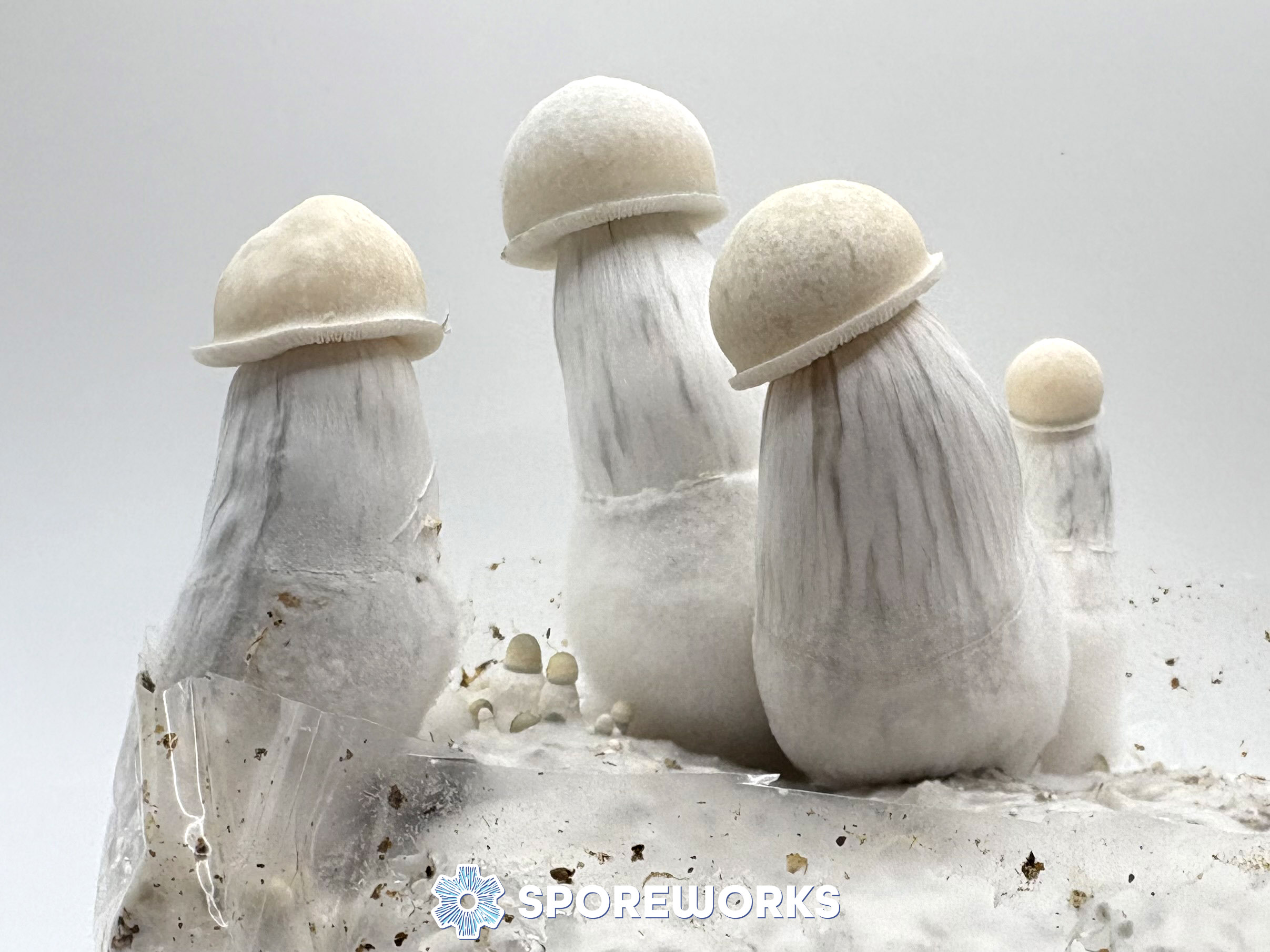 Psilocybe cubensis : Nirvana PE