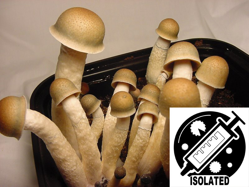 Psilocybe cubensis : Penis Envy Spore Isolate