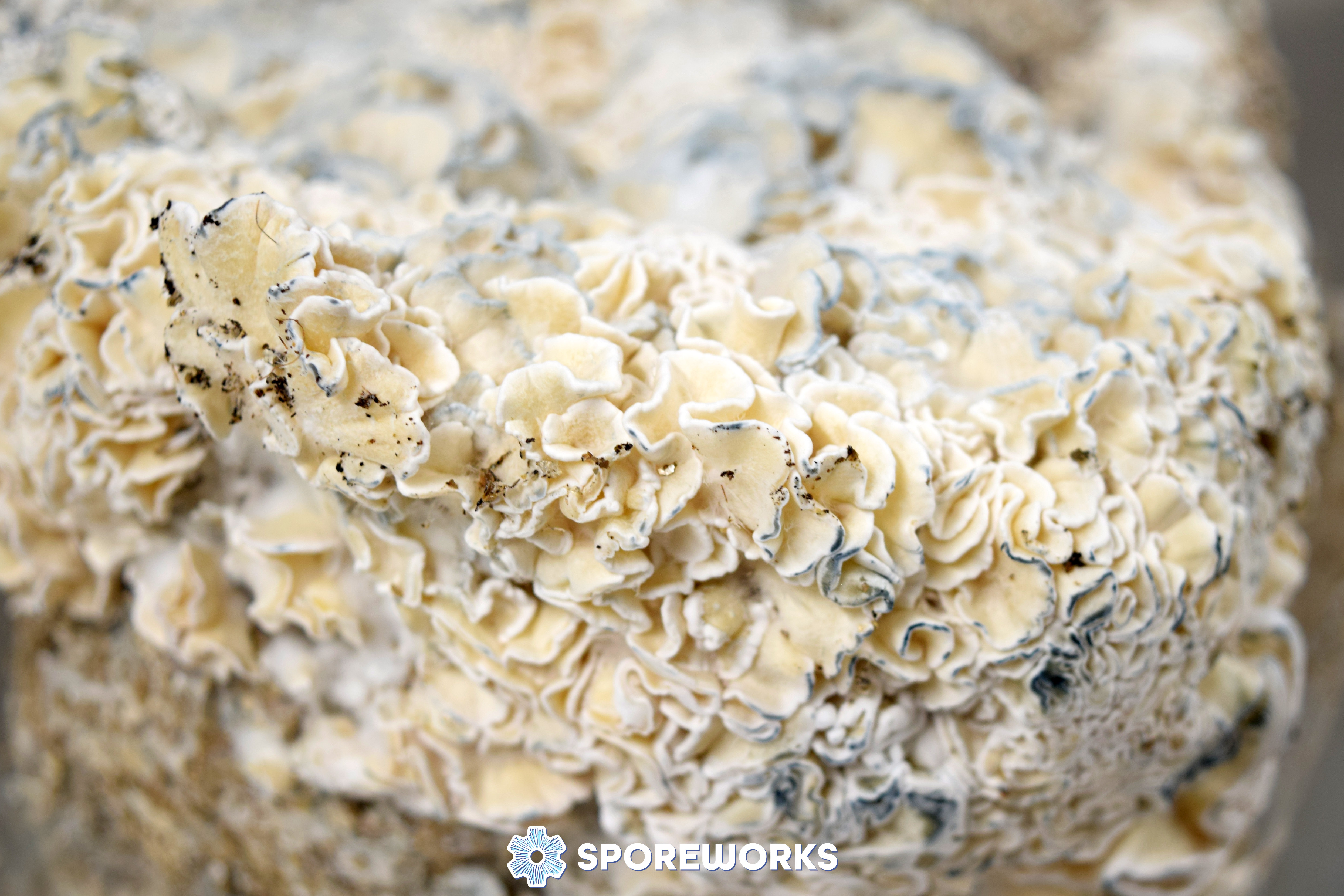 Psilocybe cubensis : Enigma Strain