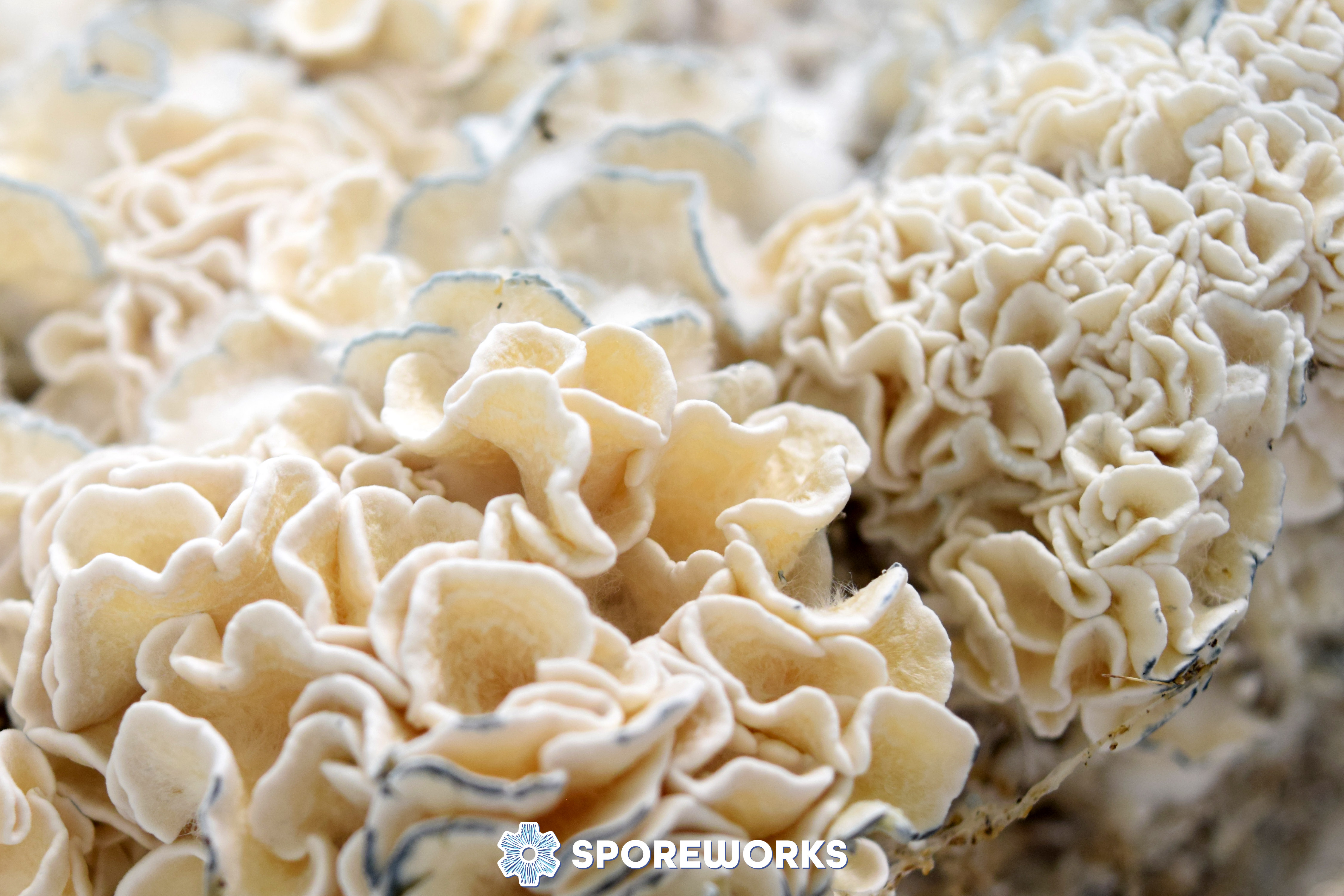 Psilocybe cubensis : Enigma