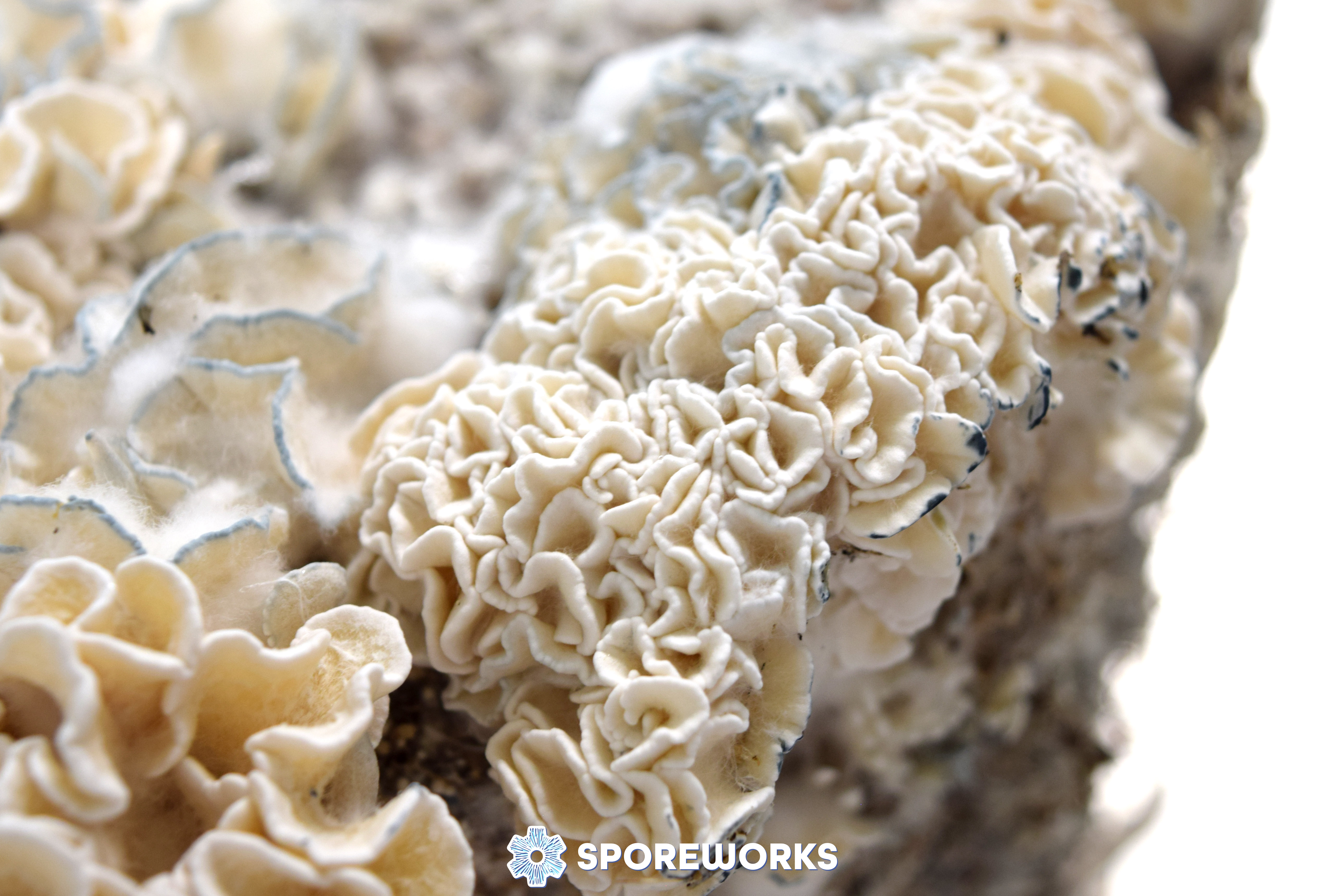 Psilocybe cubensis : Enigma Strain