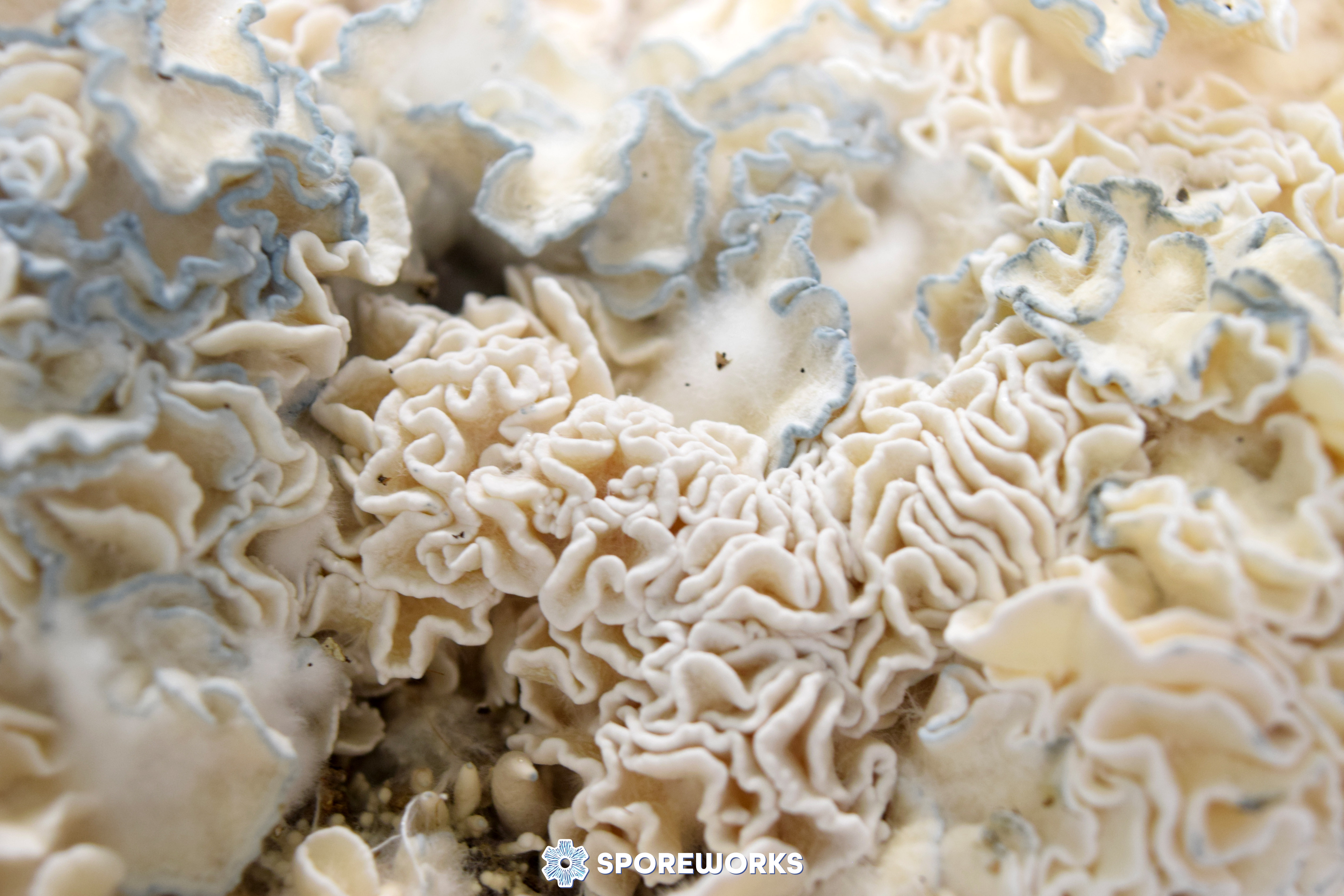 Psilocybe cubensis : Enigma Strain