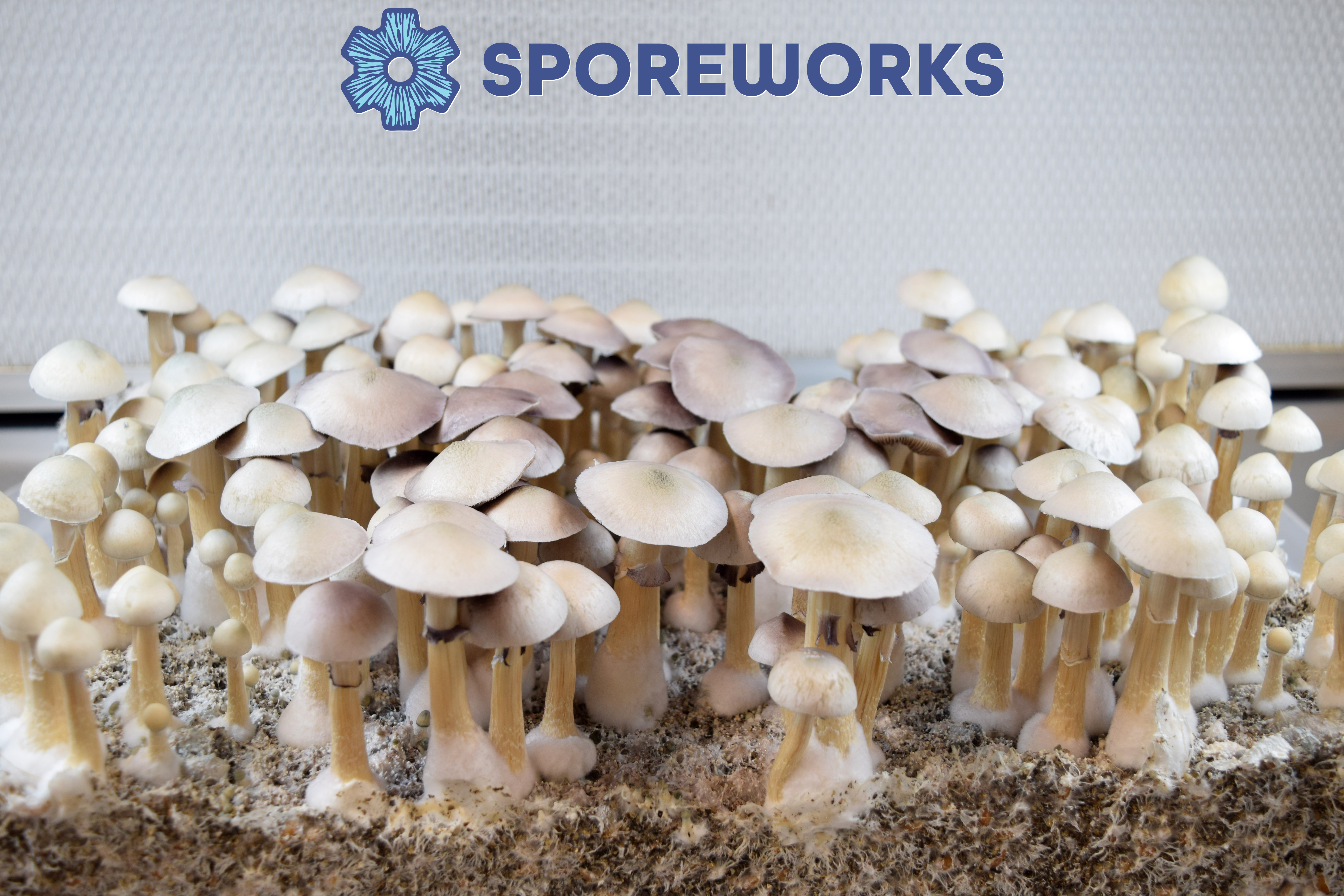 Psilocybe cubensis : A+ Albino Leucistic Isolated Spore Syringe