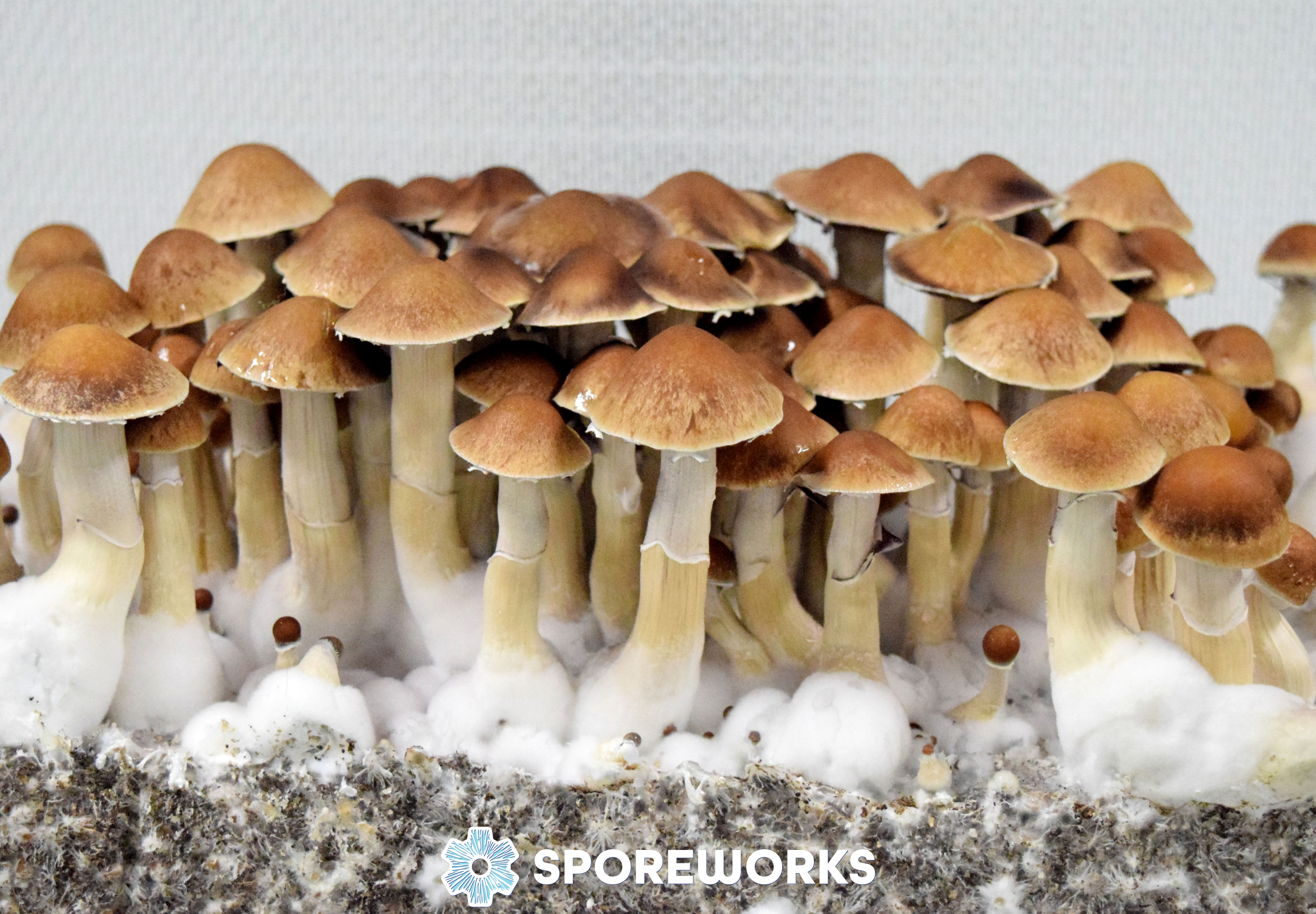 Psilocybe cubensis : Mexican Dutch King MDK