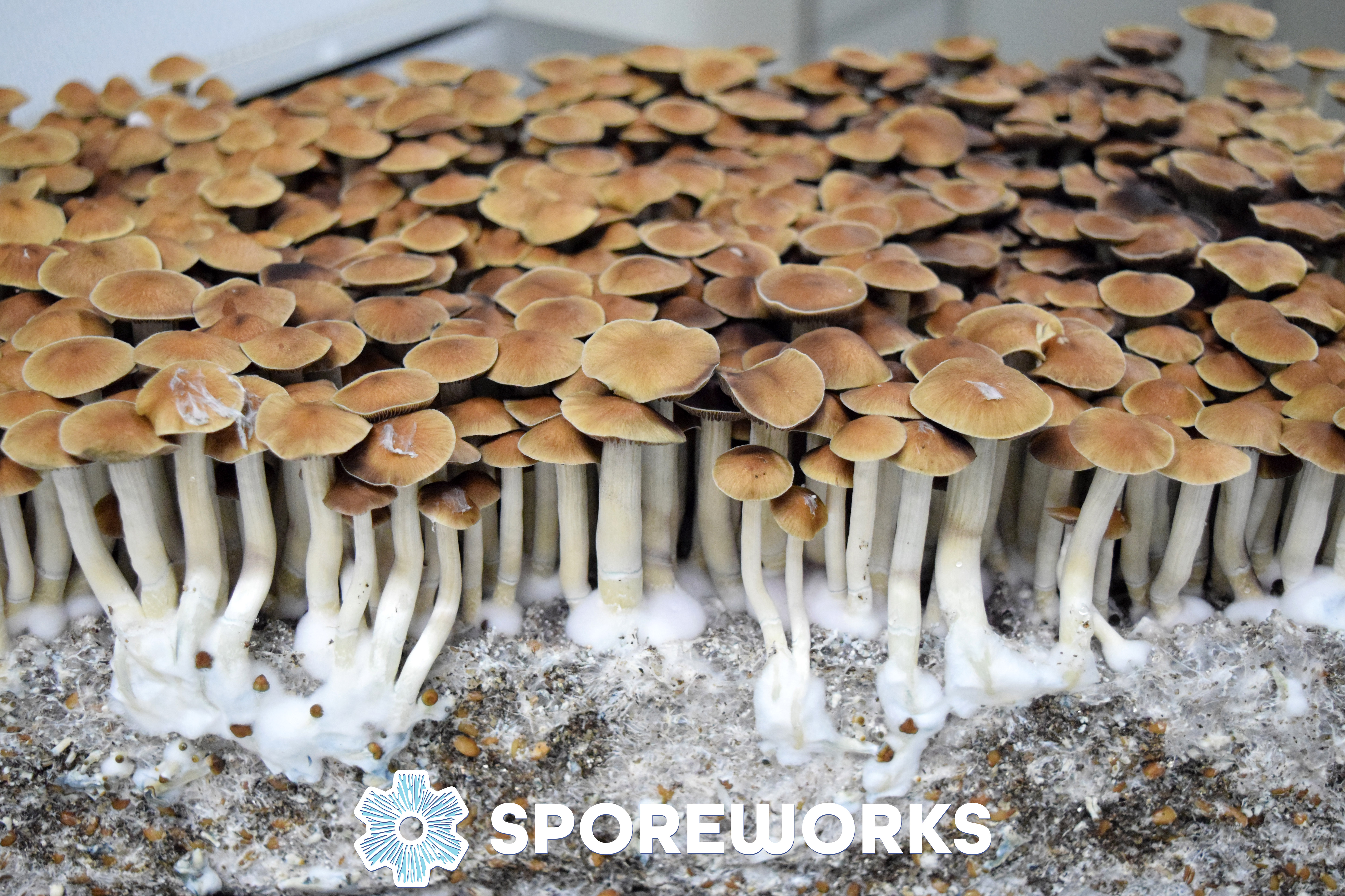 Psilocybe cubensis : Mazatec