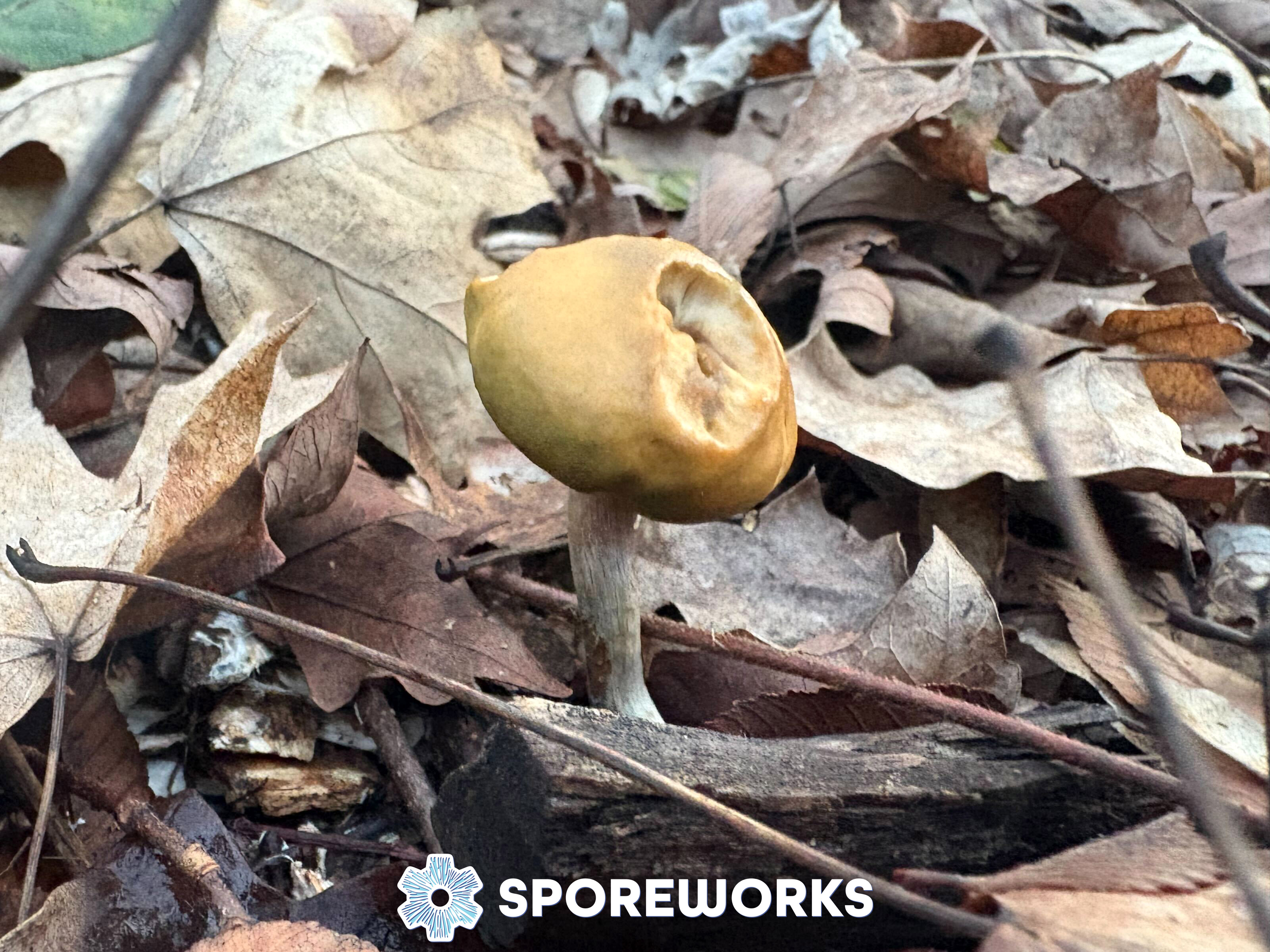 Psilocybe caeruleorhiza - Winter Teacher Spore Isolate Syringe