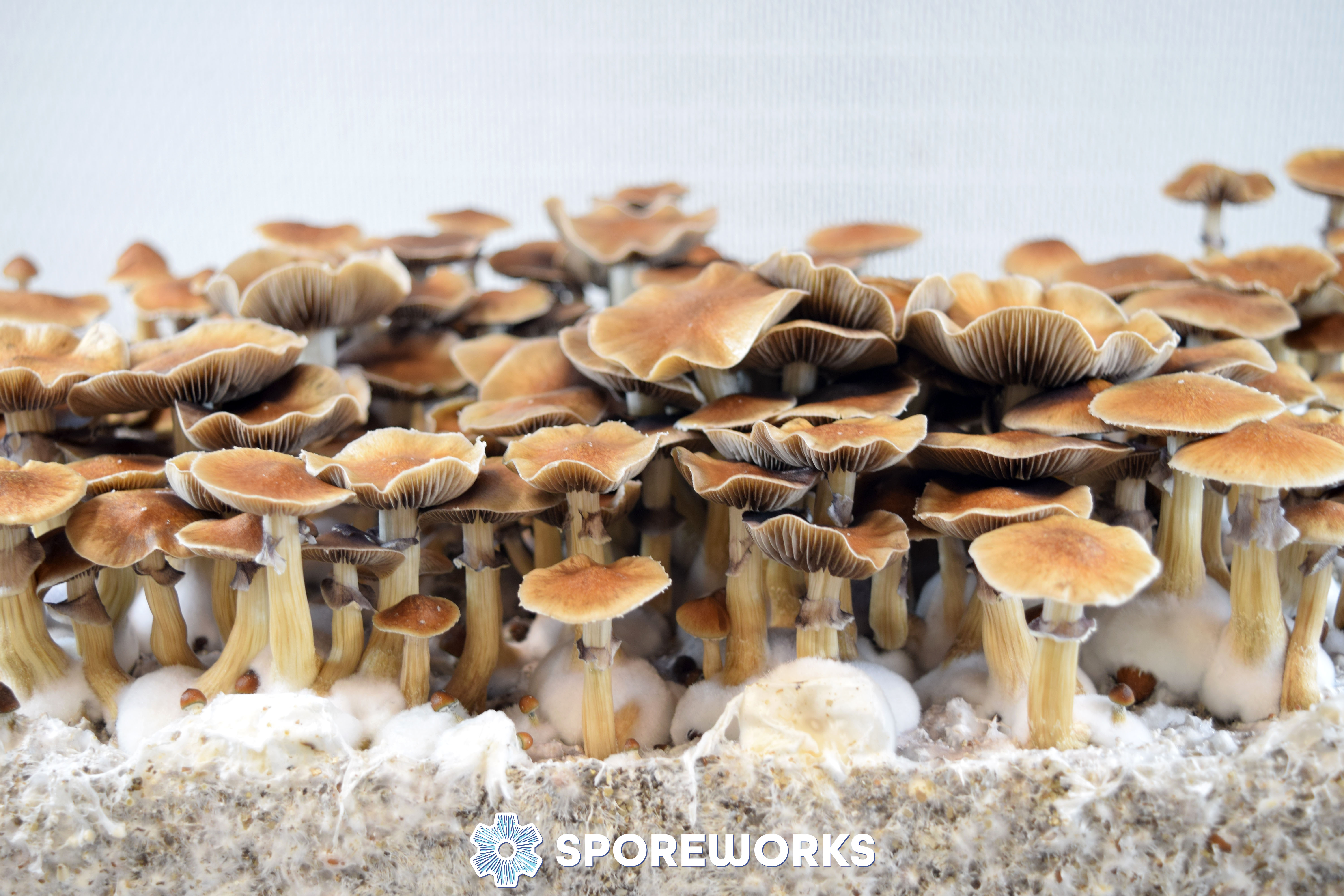 Psilocybe cubensis : Escondido