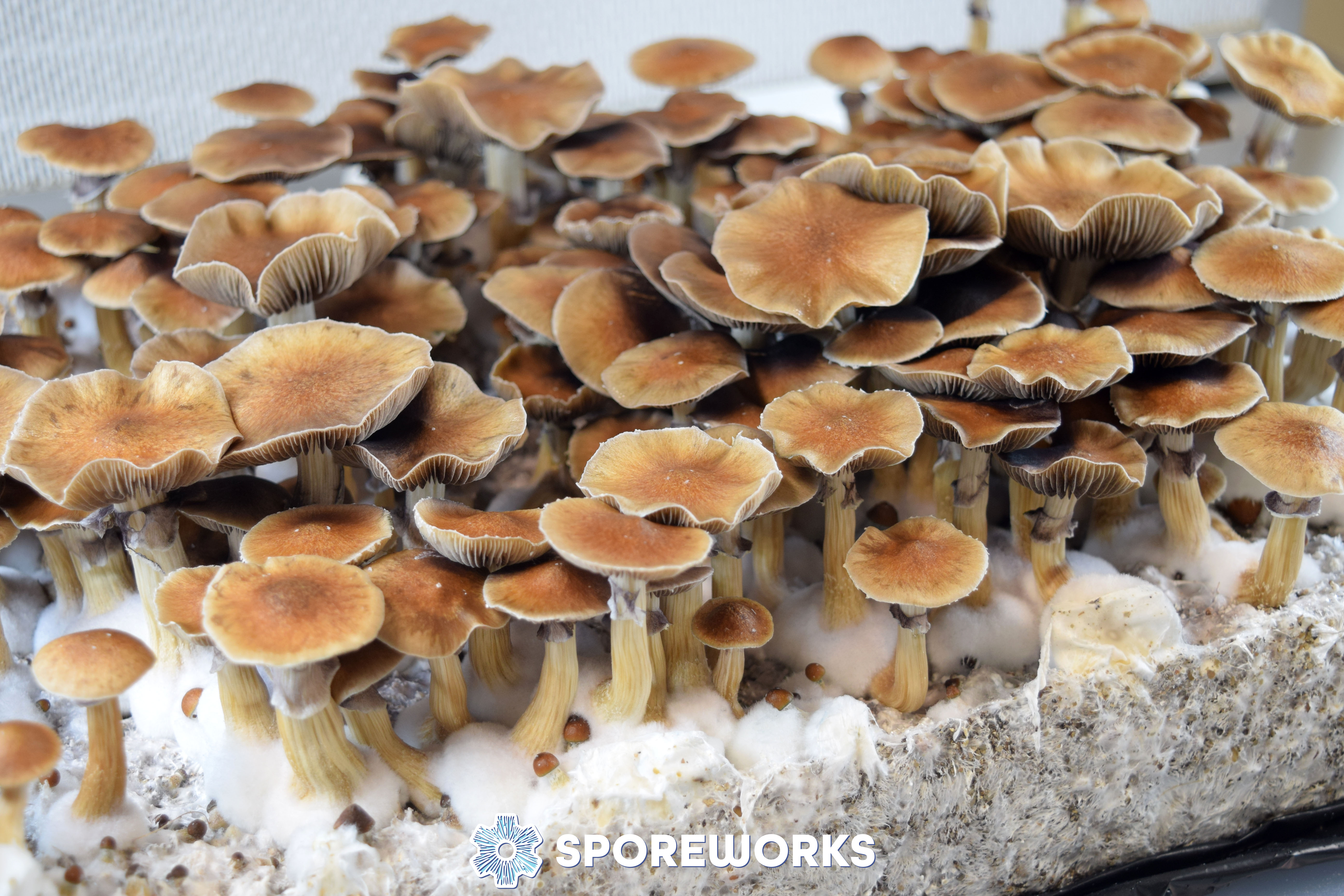 Psilocybe cubensis : Escondido, Oaxaca Mexico