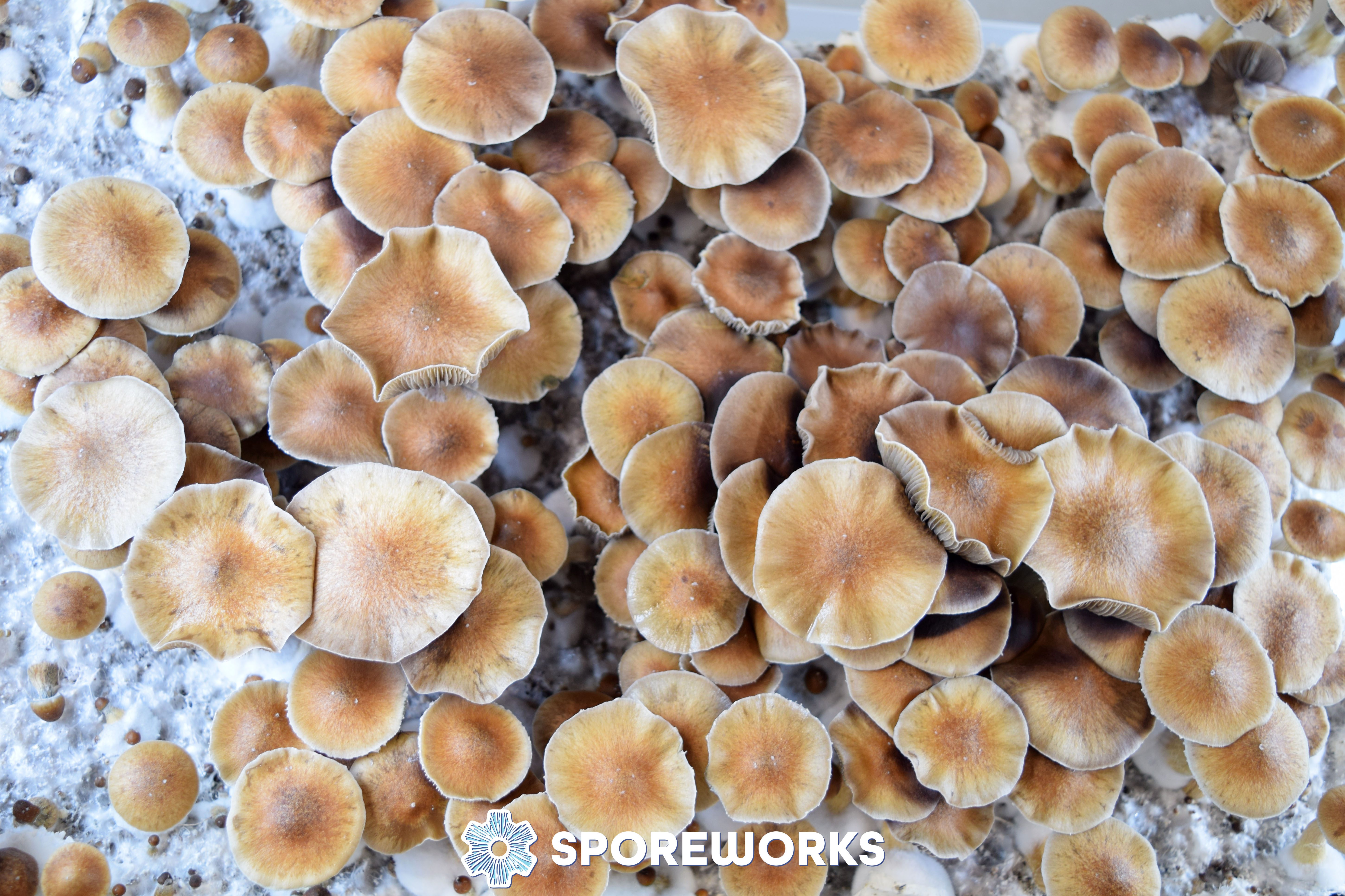 Psilocybe cubensis : Escondido