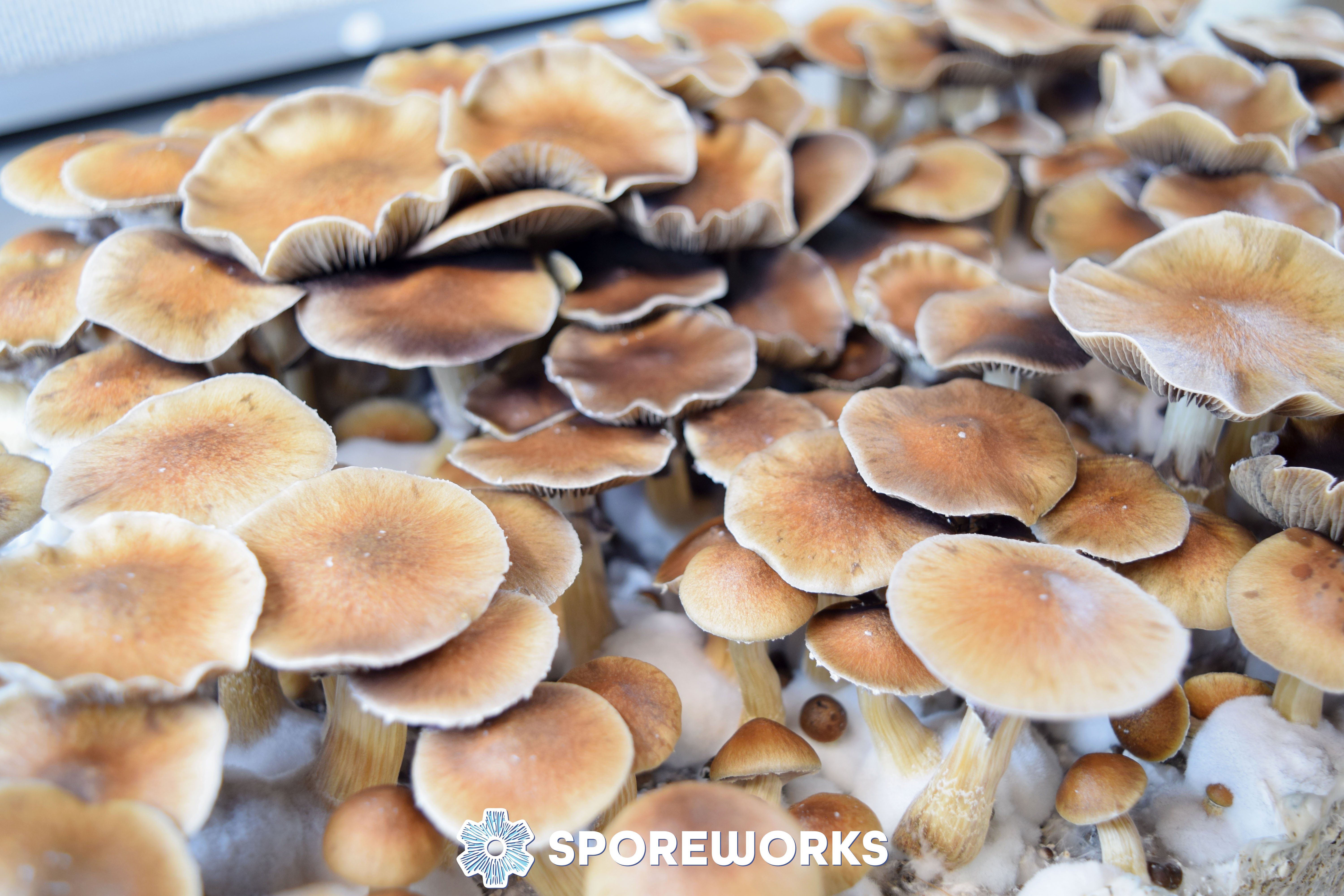 Psilocybe cubensis : Escondido