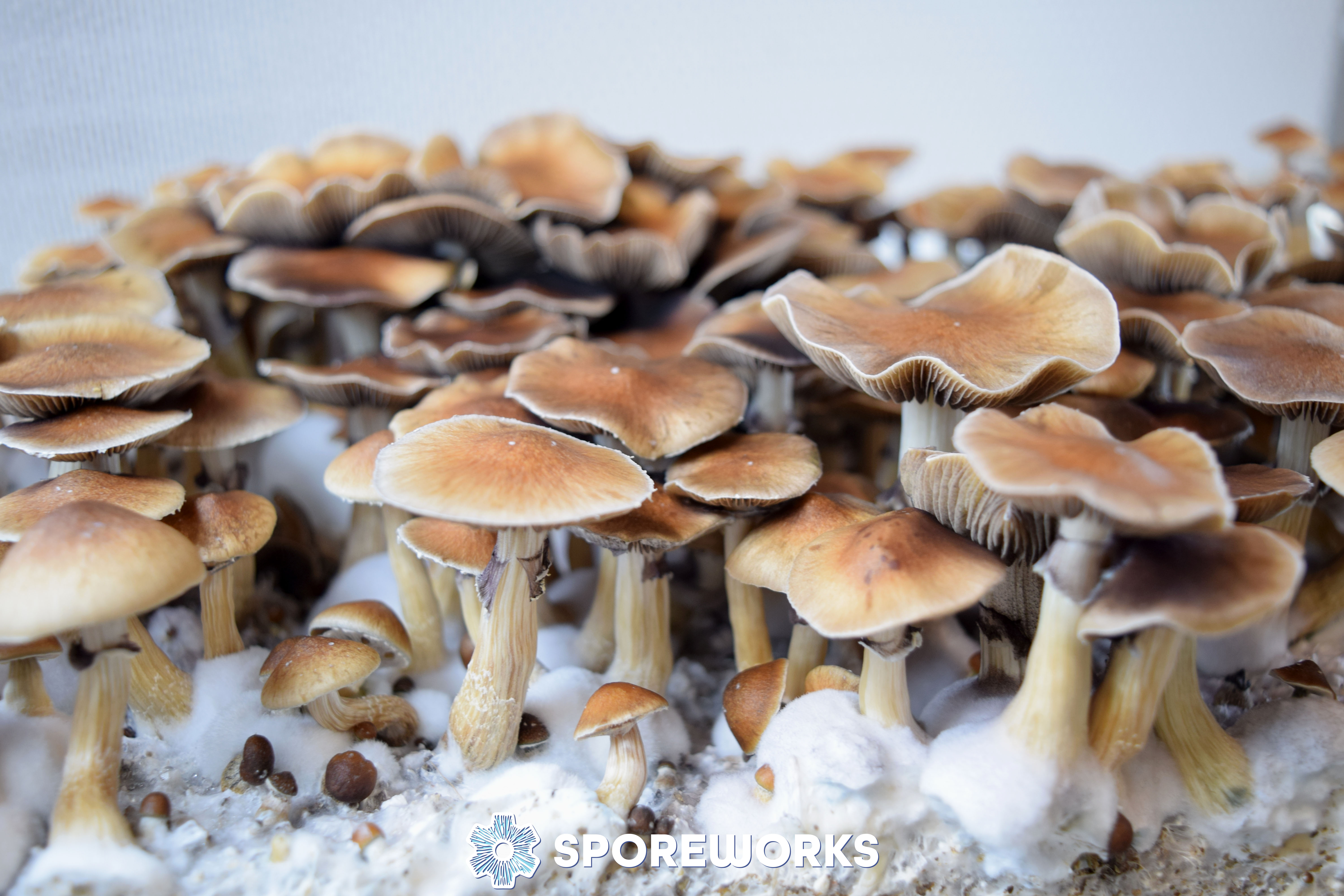 Psilocybe cubensis : Escondido