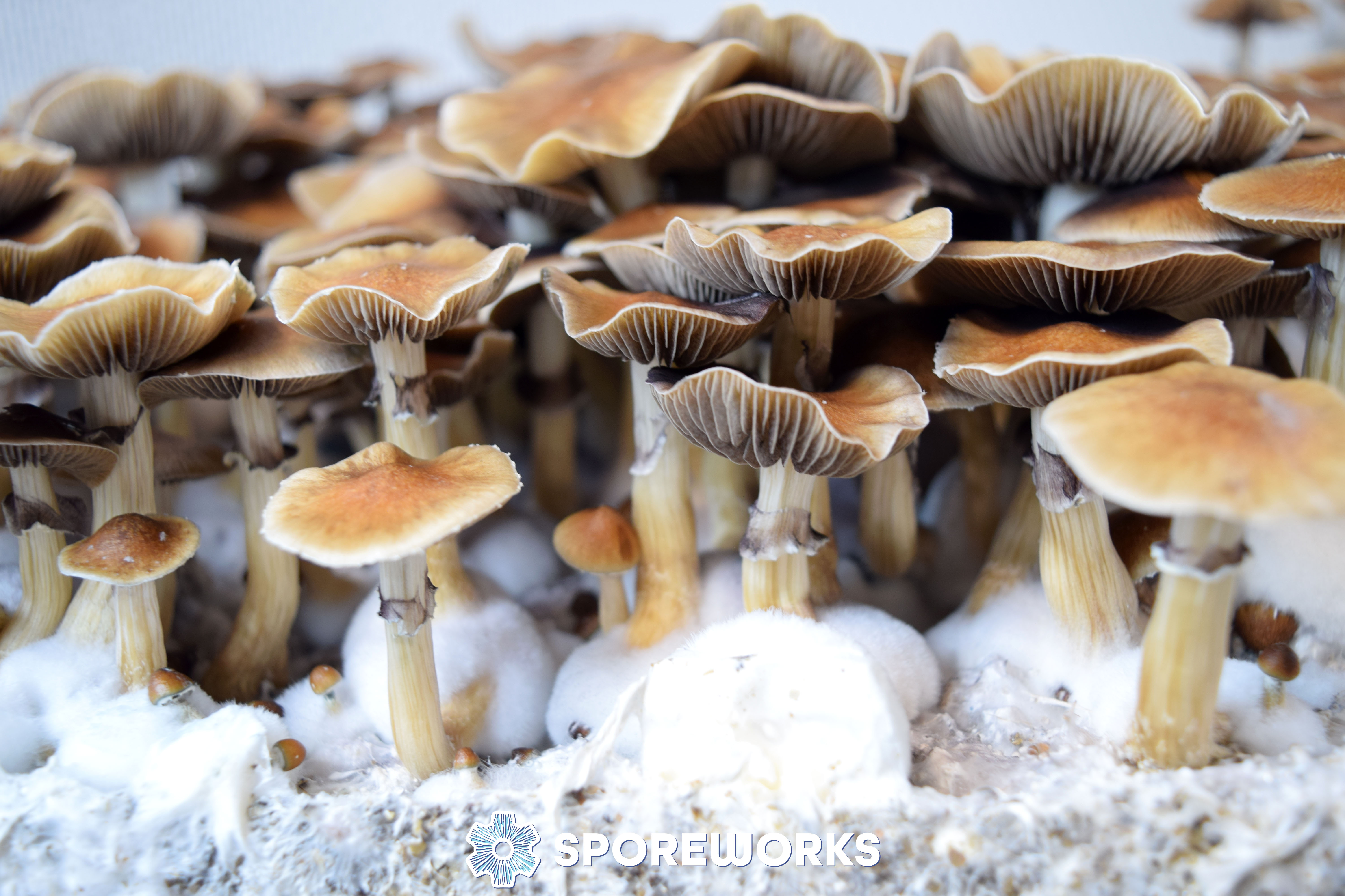 Psilocybe cubensis : Escondido, Oaxaca Mexico