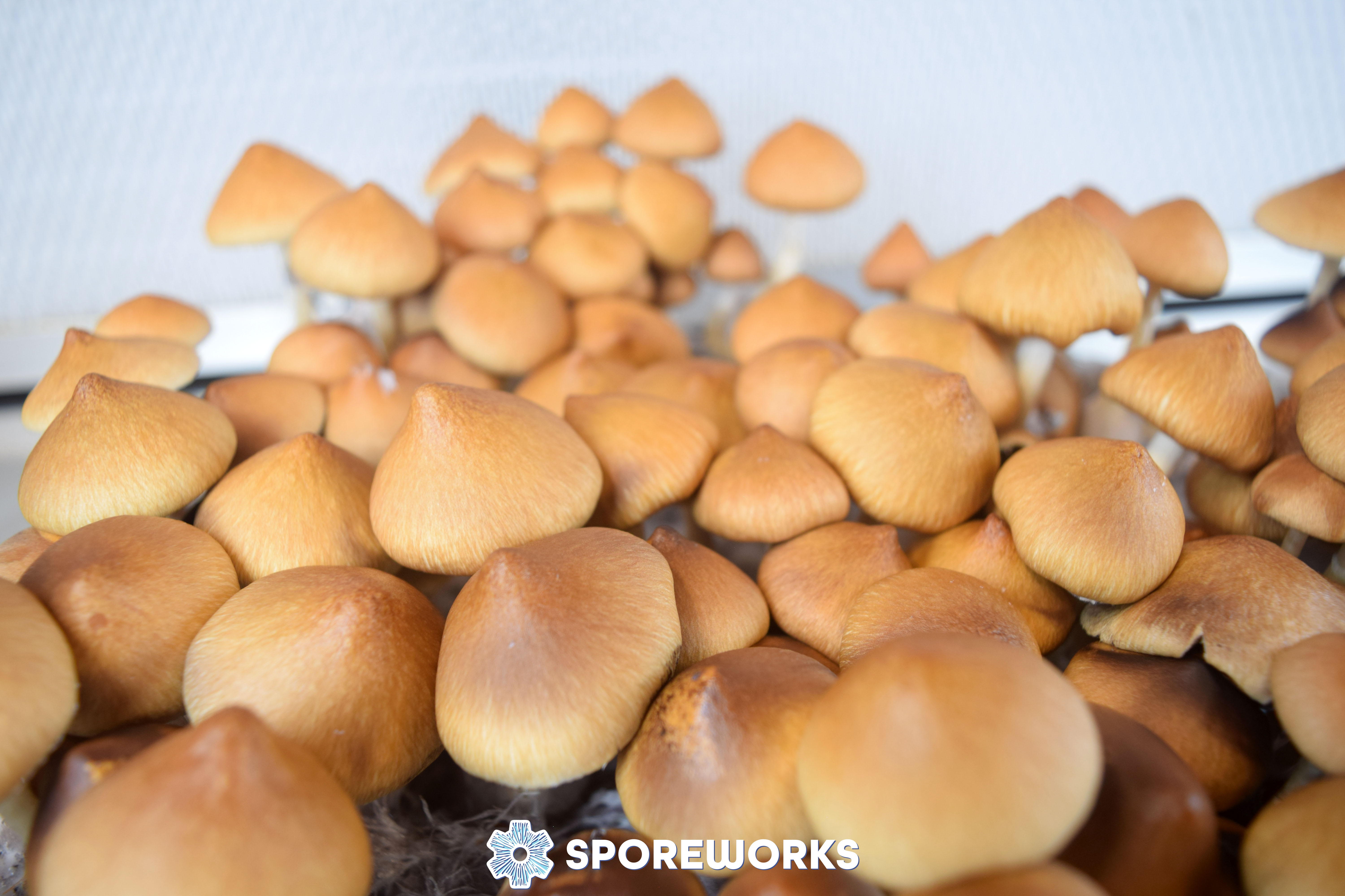 Psilocybe cubensis : Fiji strain