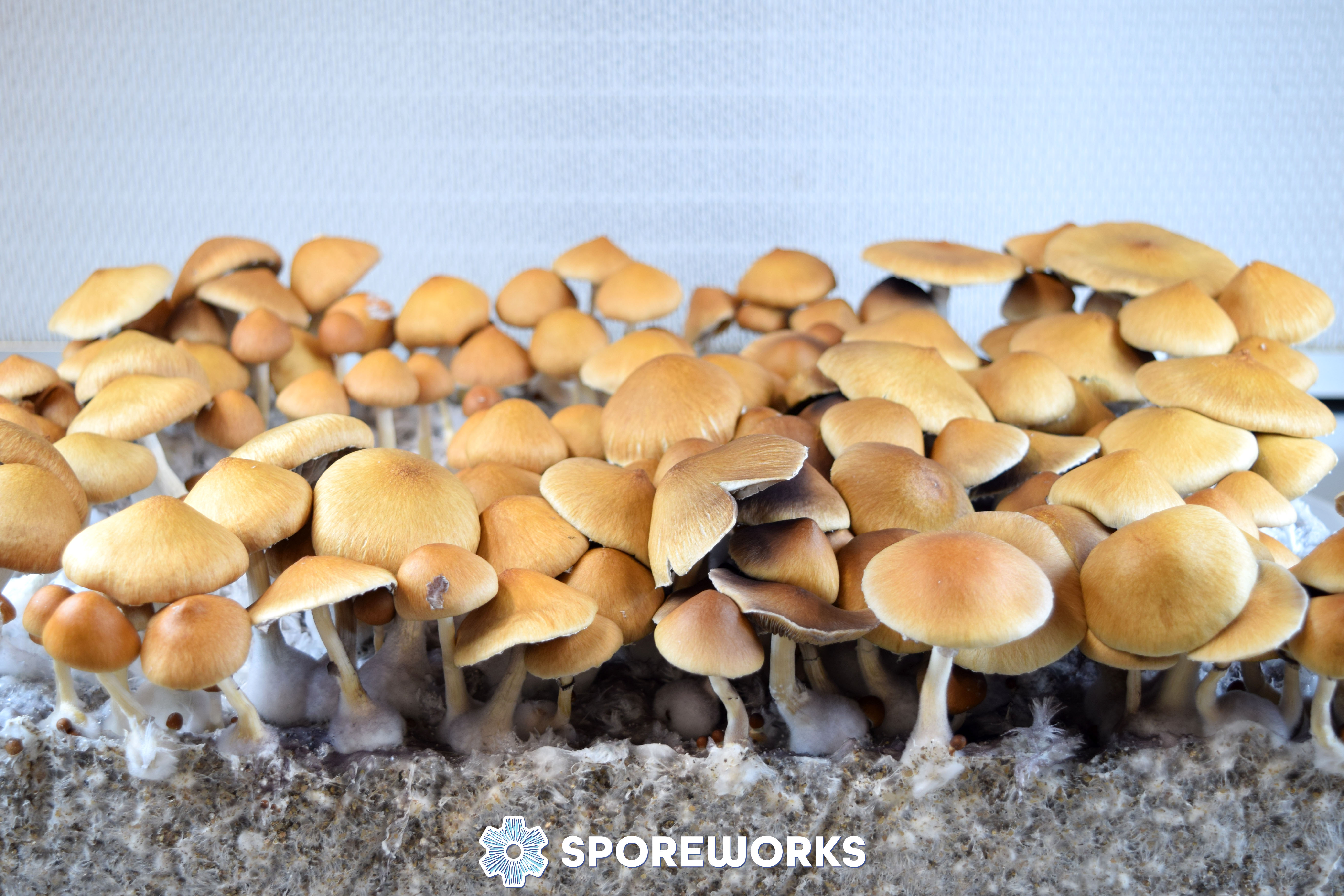 Psilocybe cubensis : Fiji