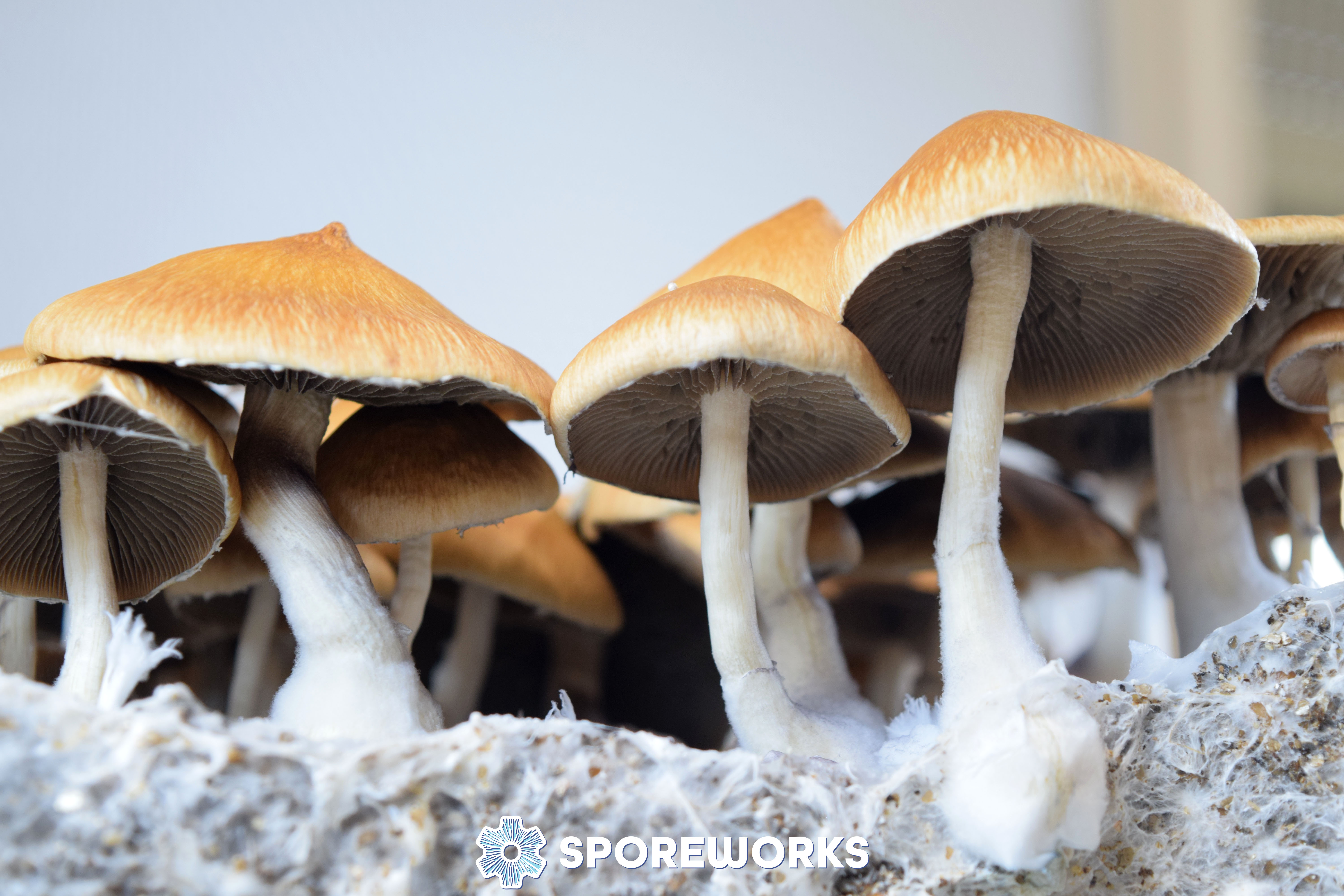 Psilocybe cubensis : Fiji