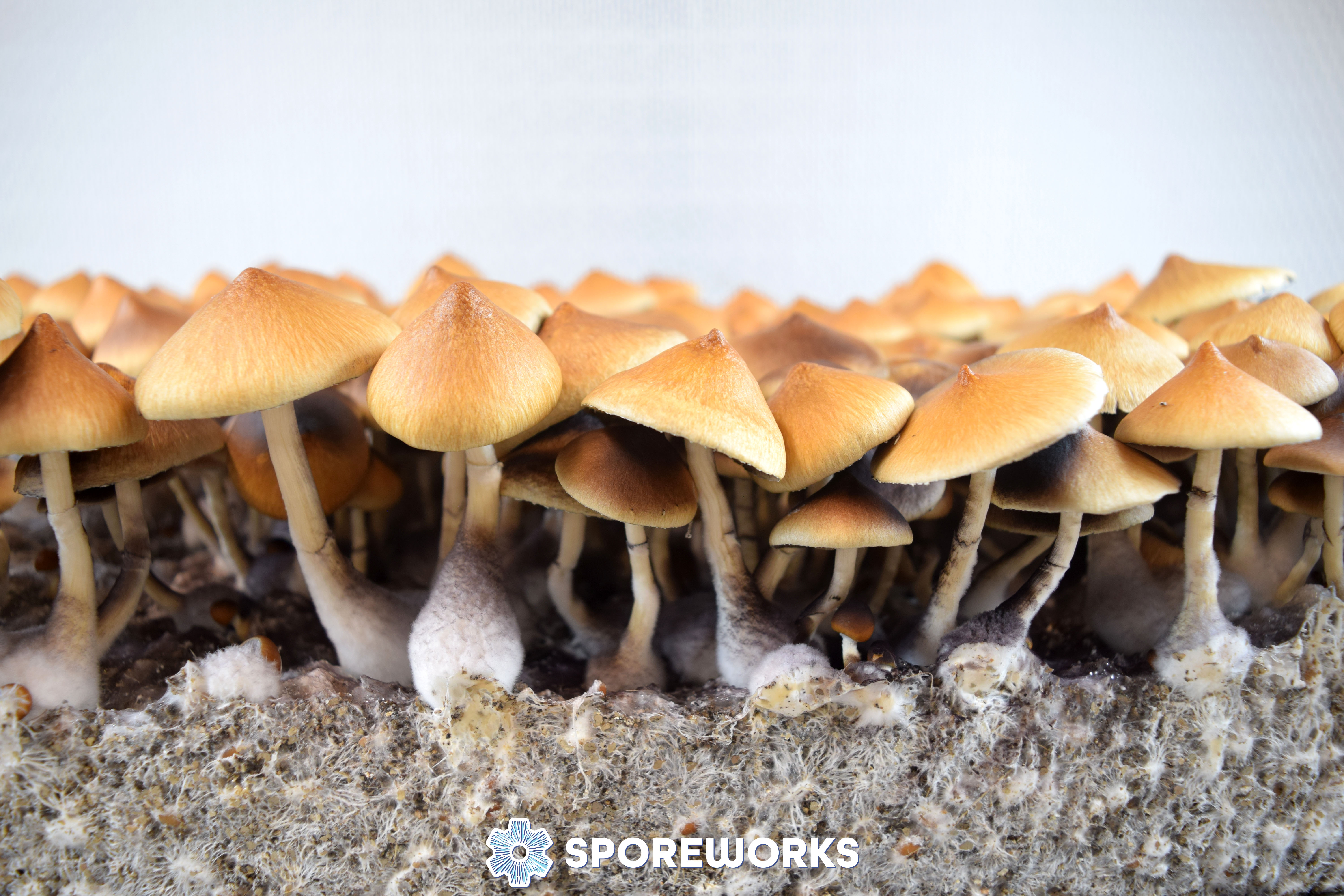 Psilocybe cubensis : Fiji